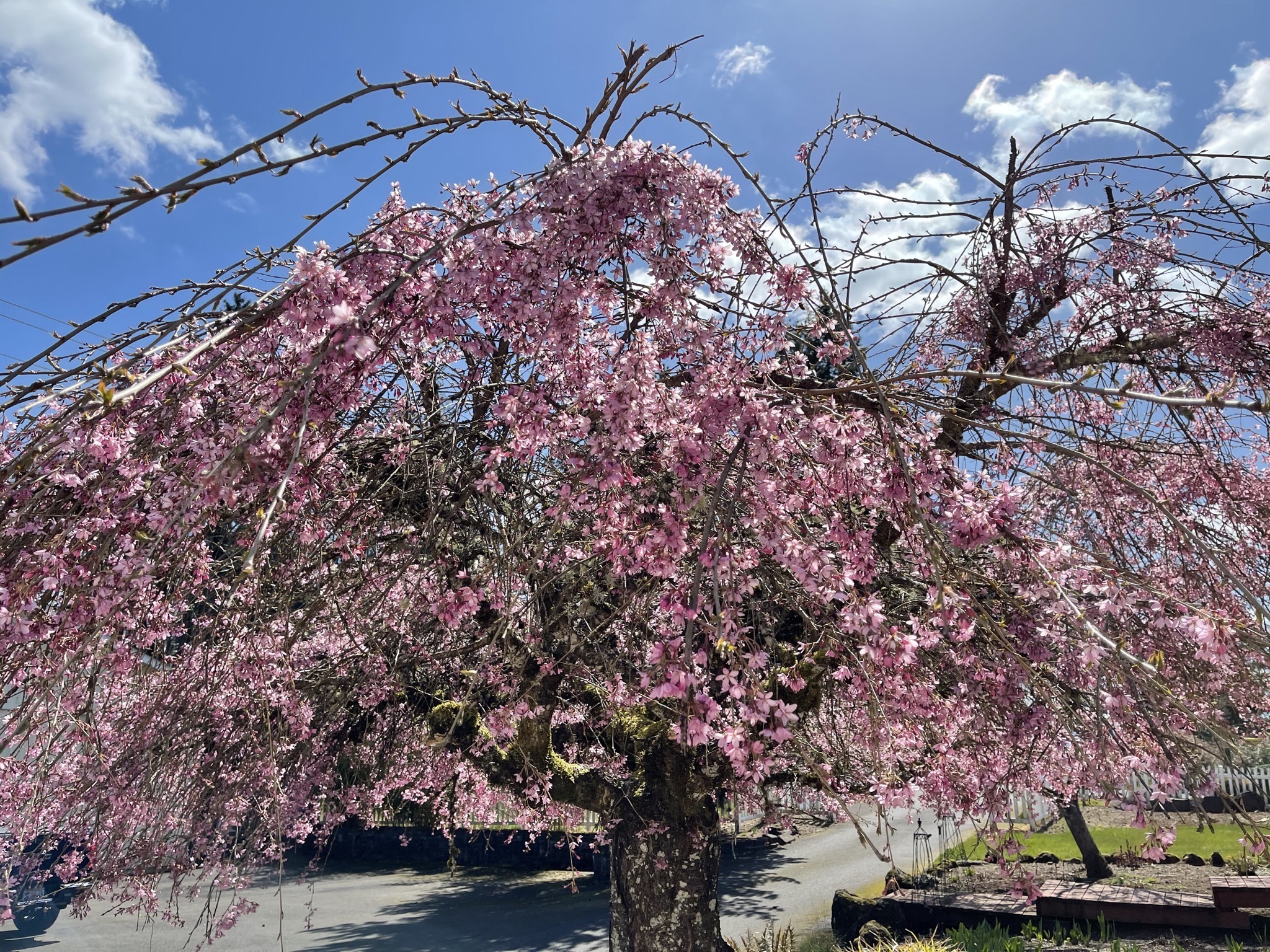 Flowering cherry tree