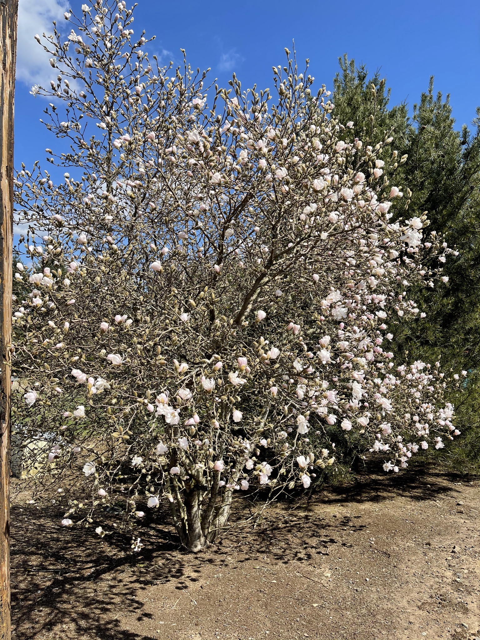 Flowering tree