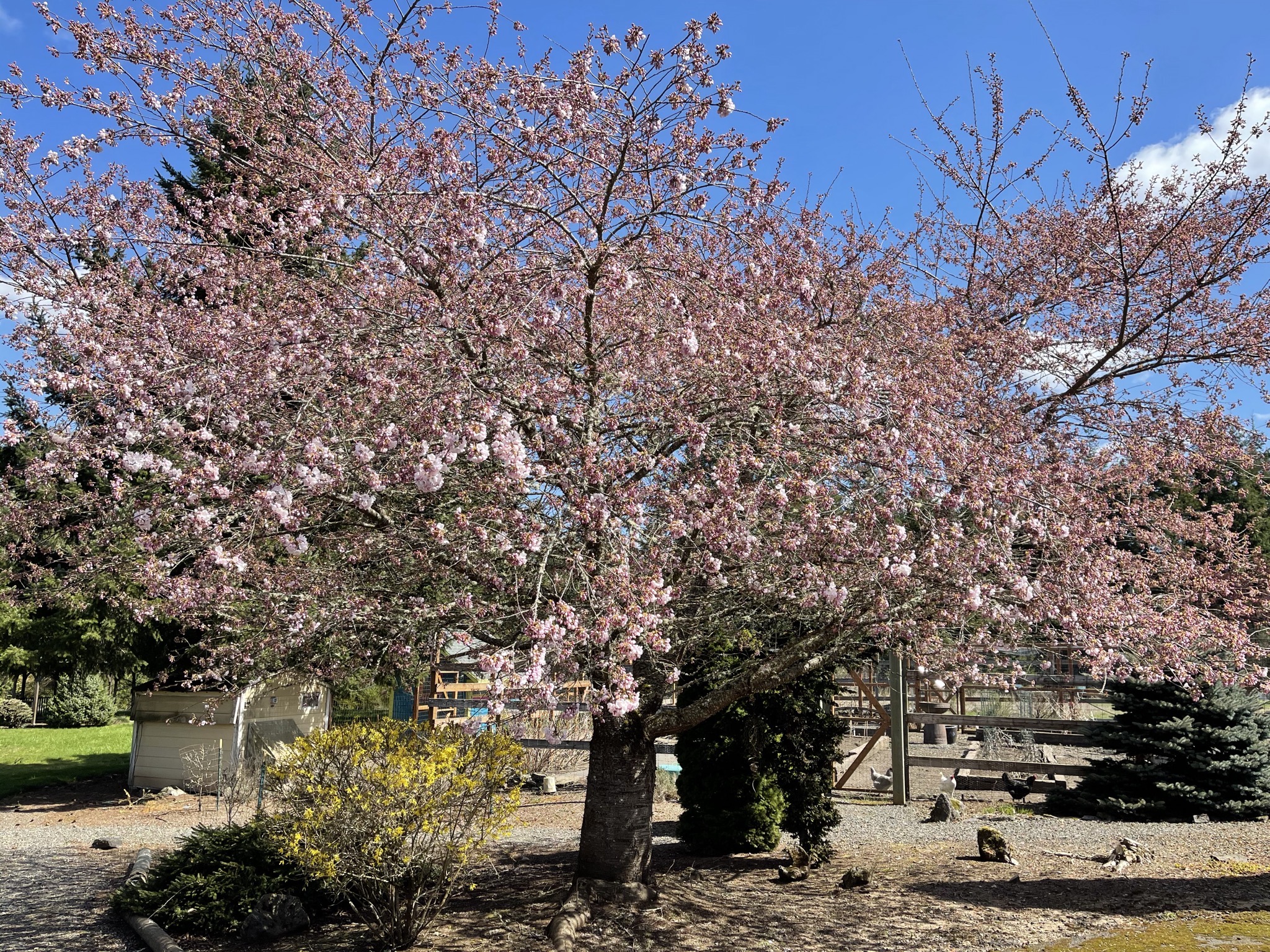 Flowering tree