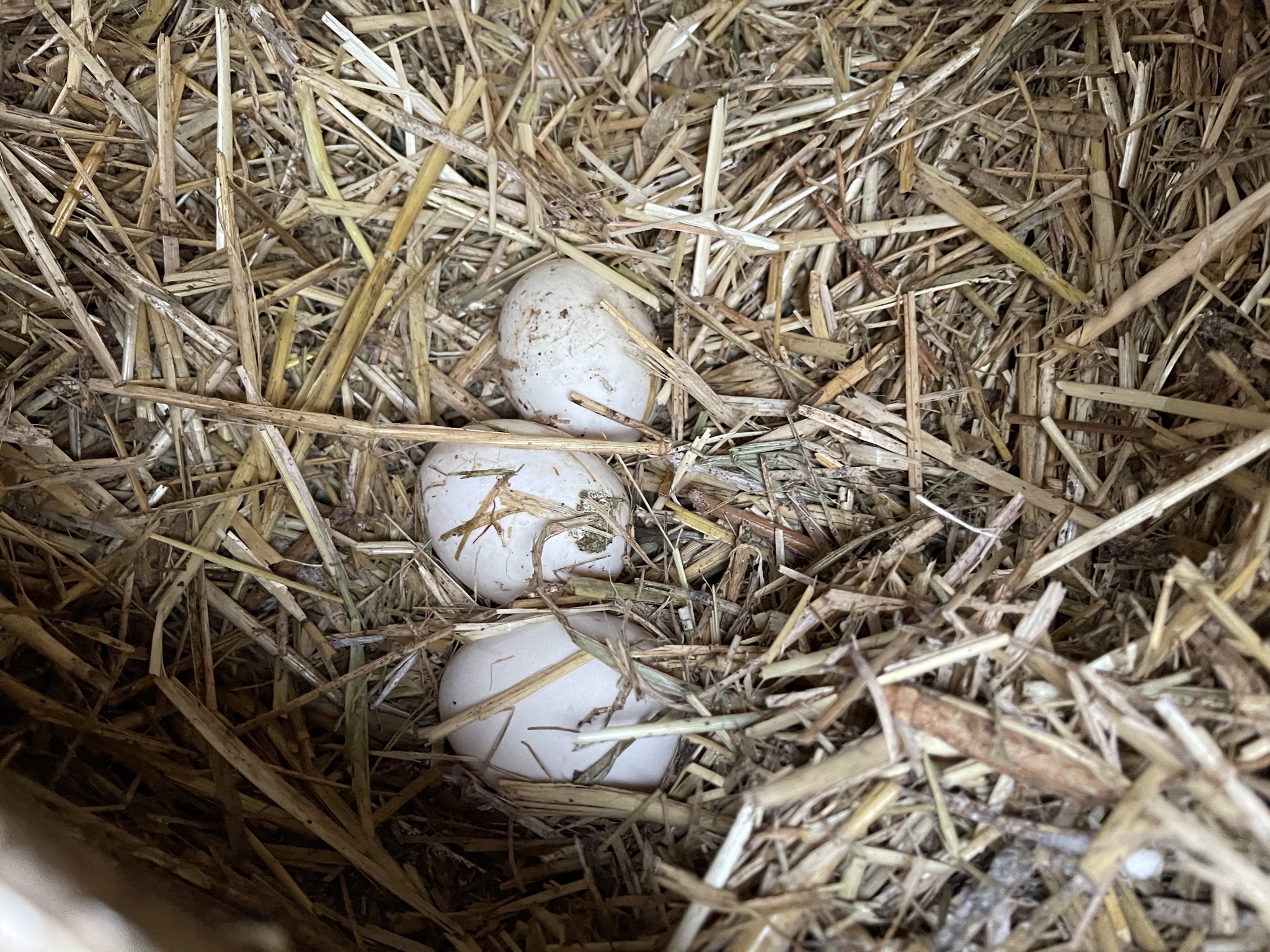 Duck eggs