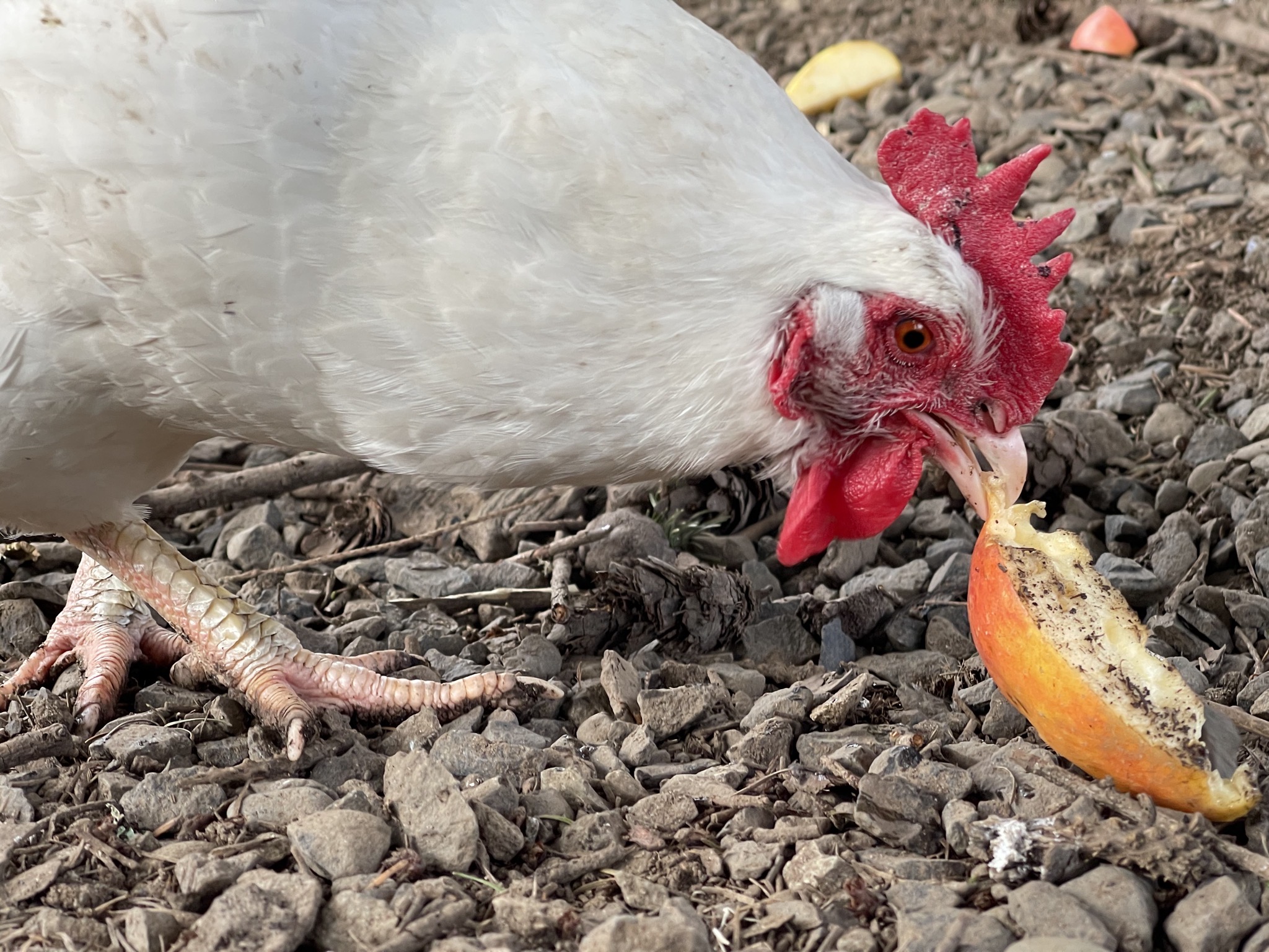 Chicken with apple slice