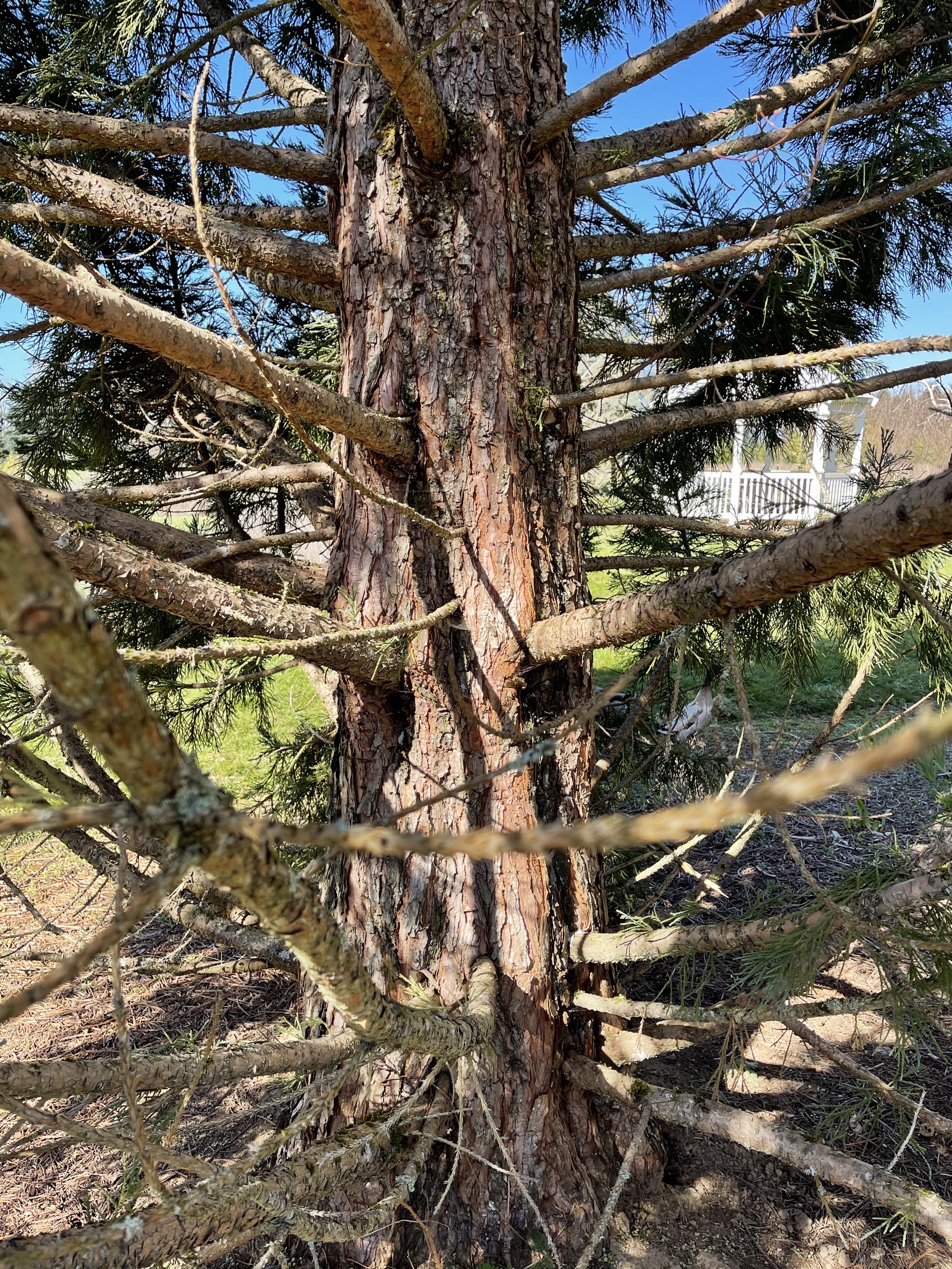 Redwood tree