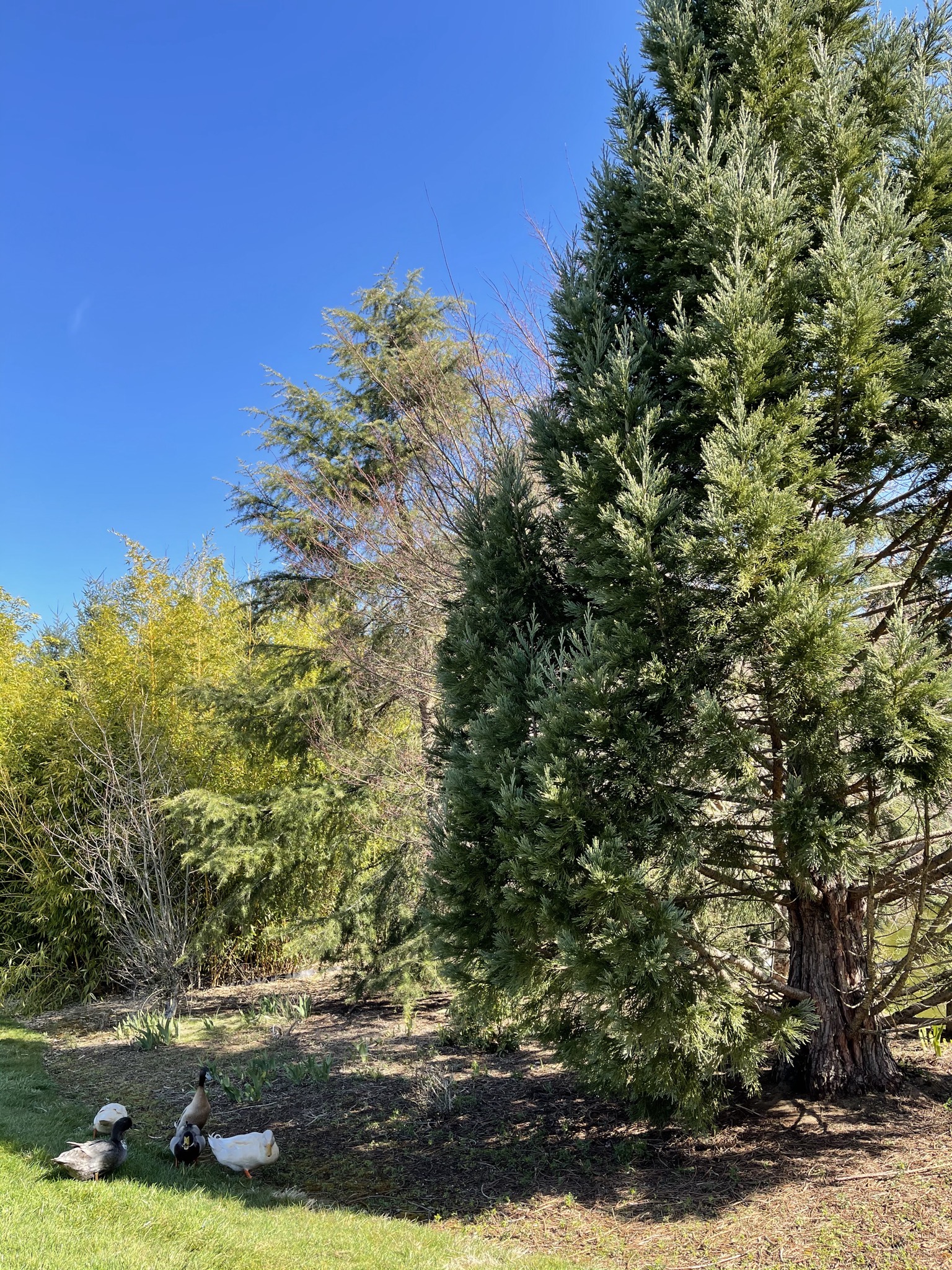 Redwood tree and ducks