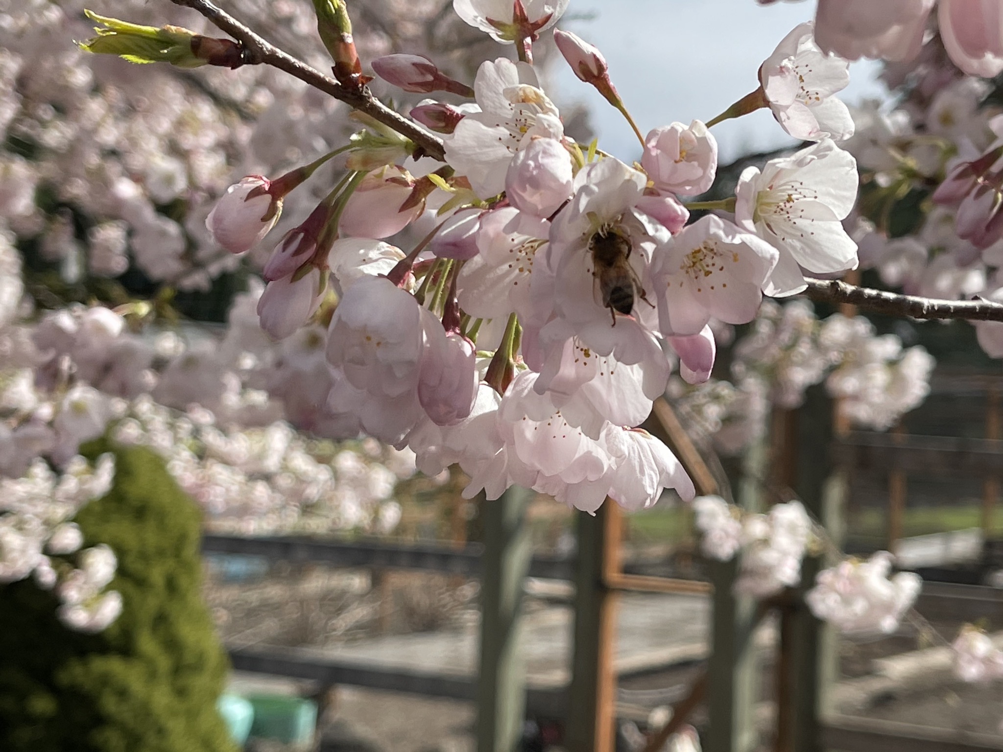 Bee in a tree