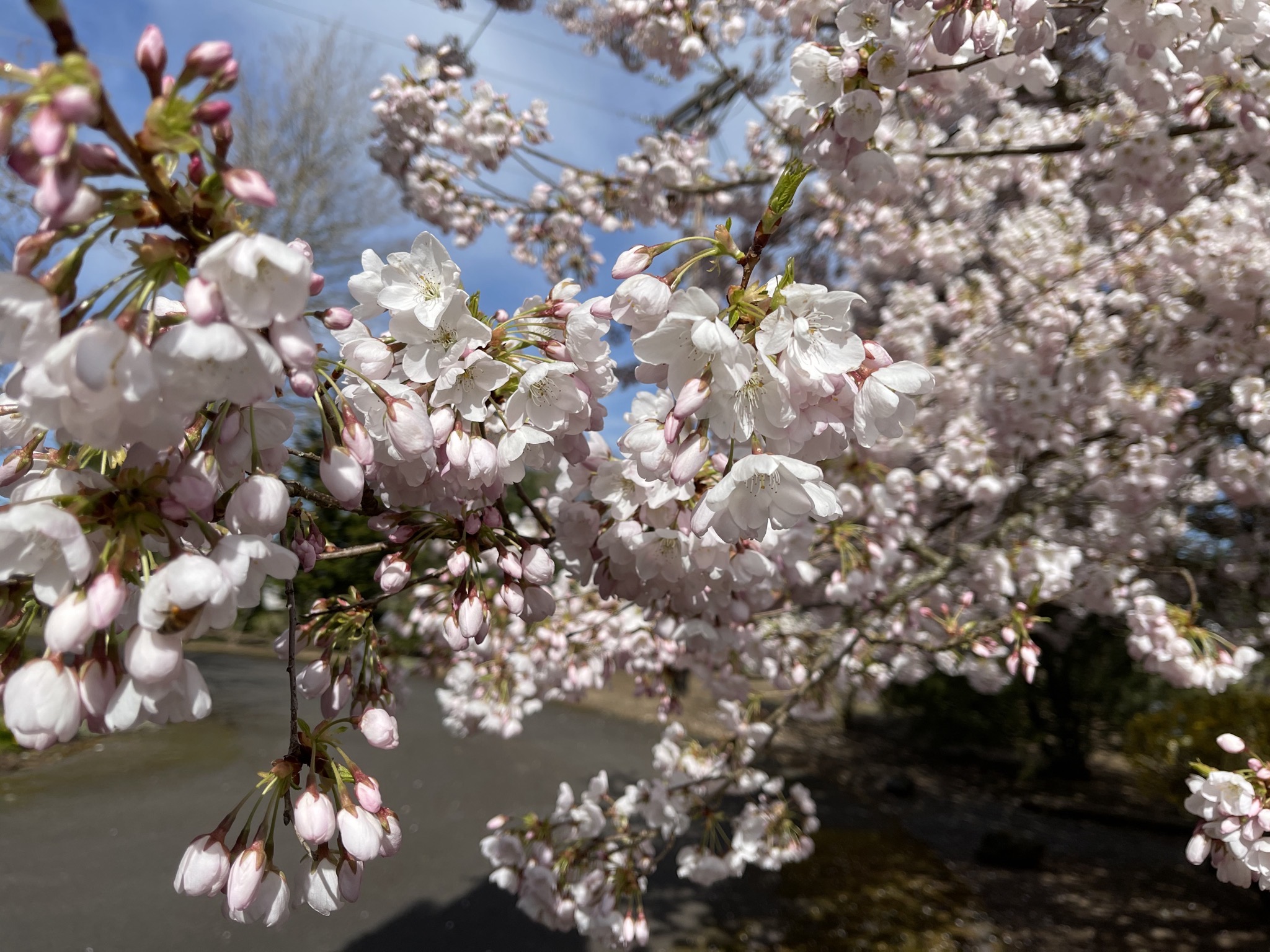 Flowering tree