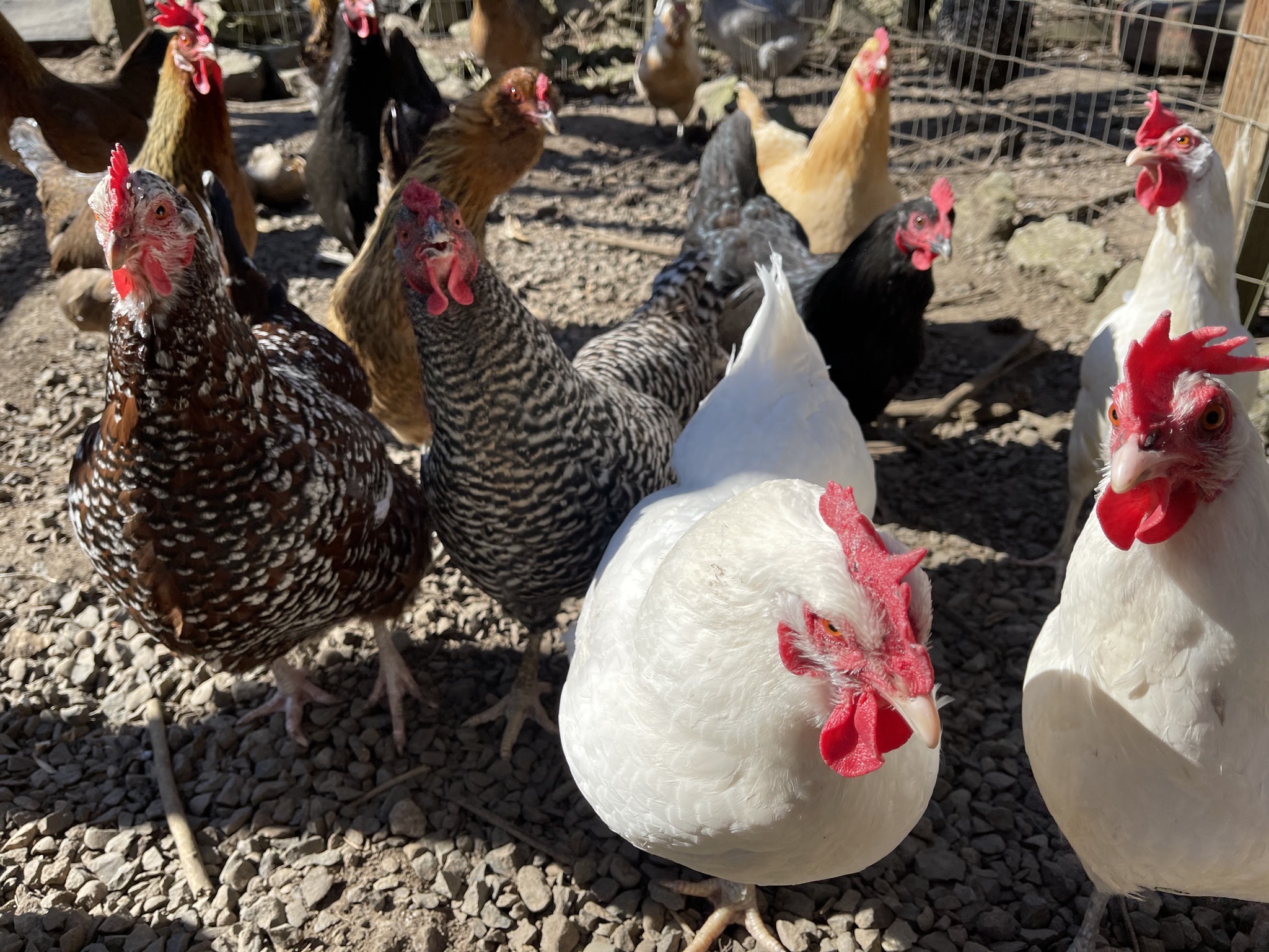 Expectant chickens