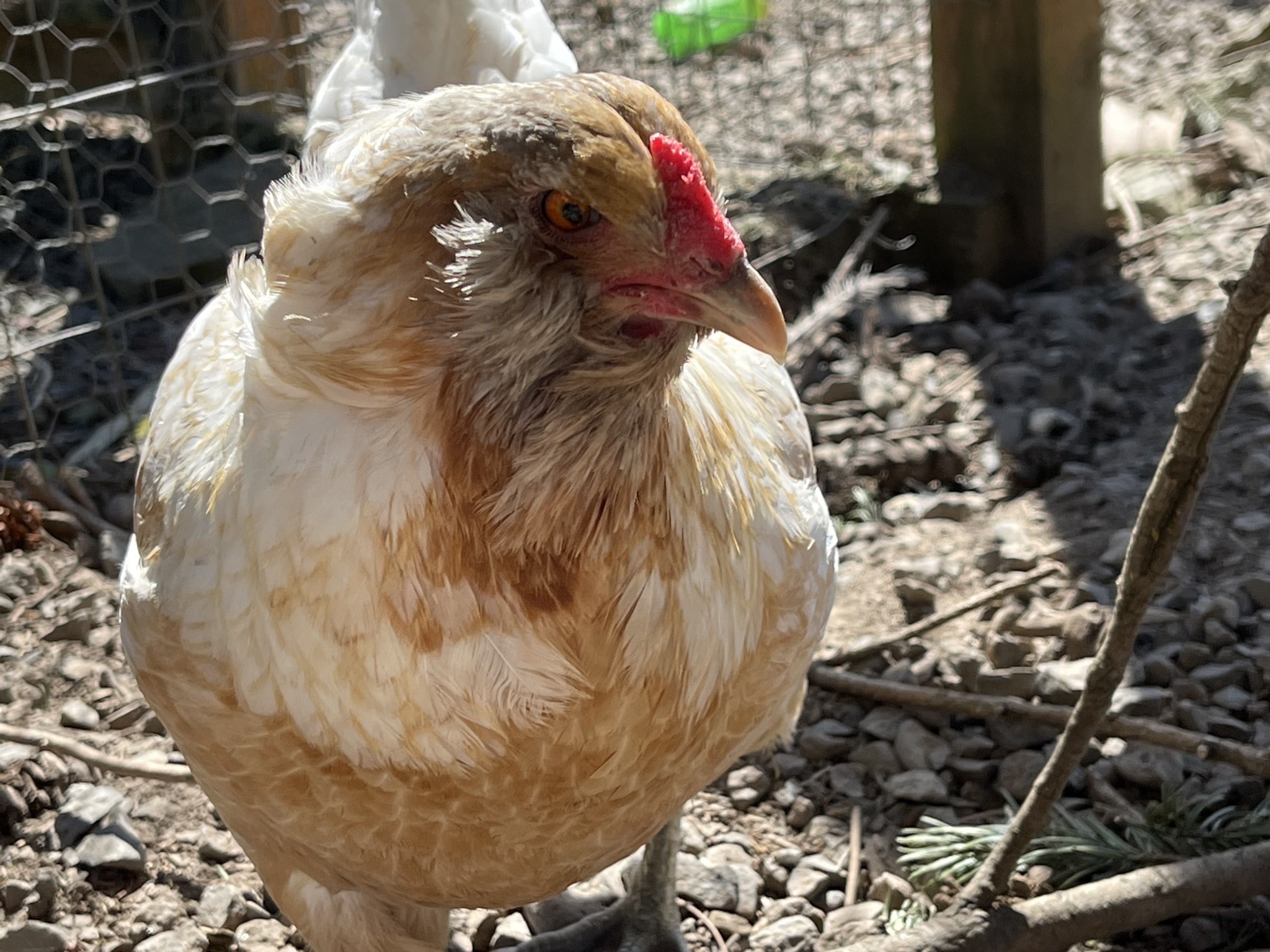 Chicken