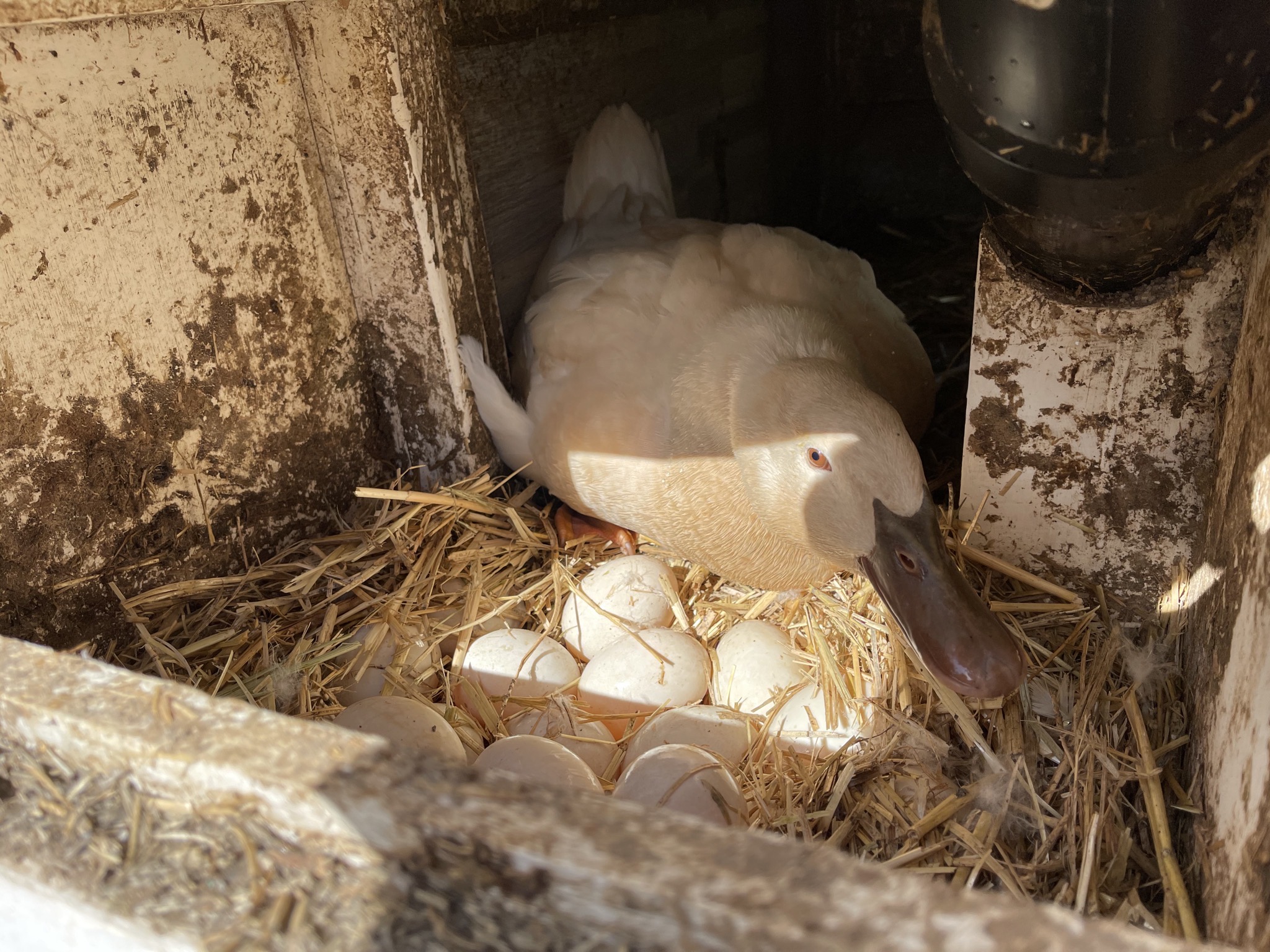 Betty by the eggs