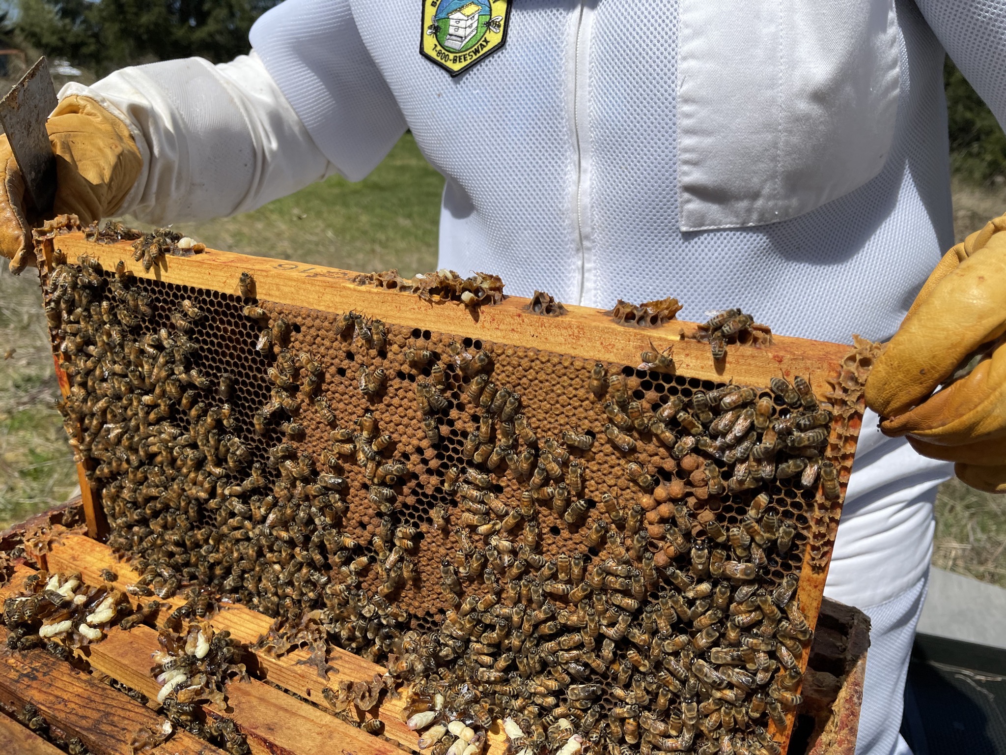 Brood frame