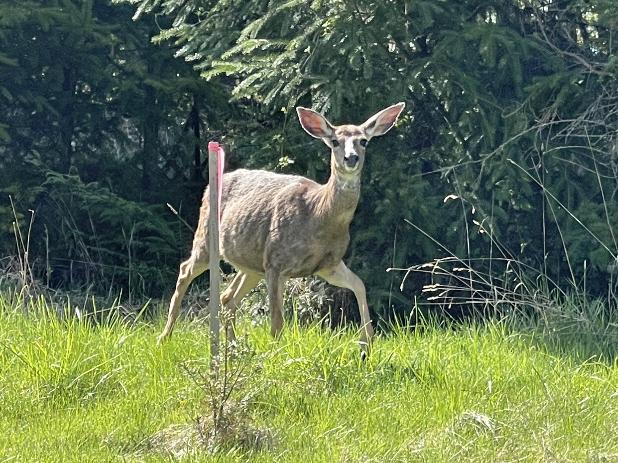 Deer