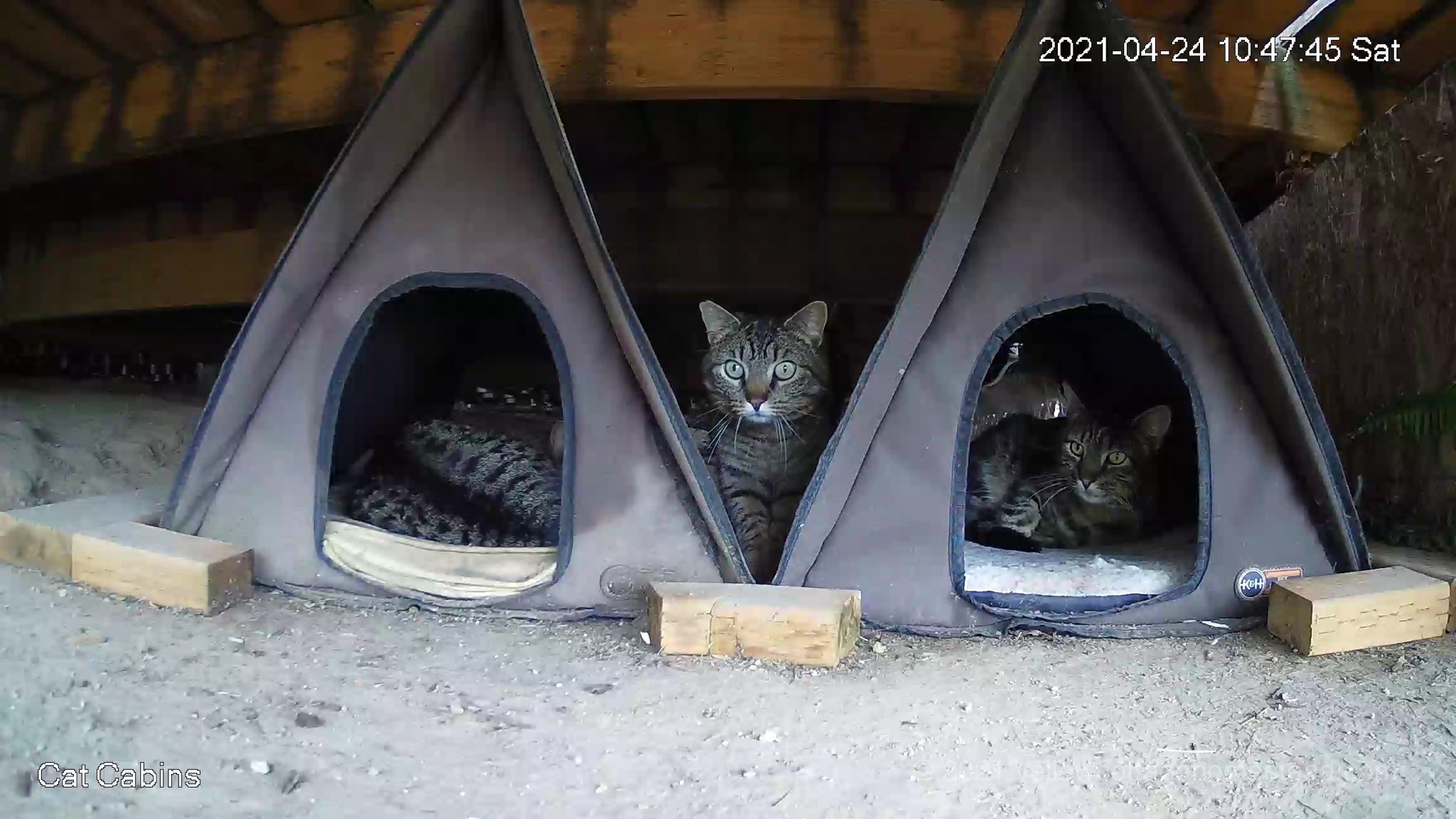Three cats