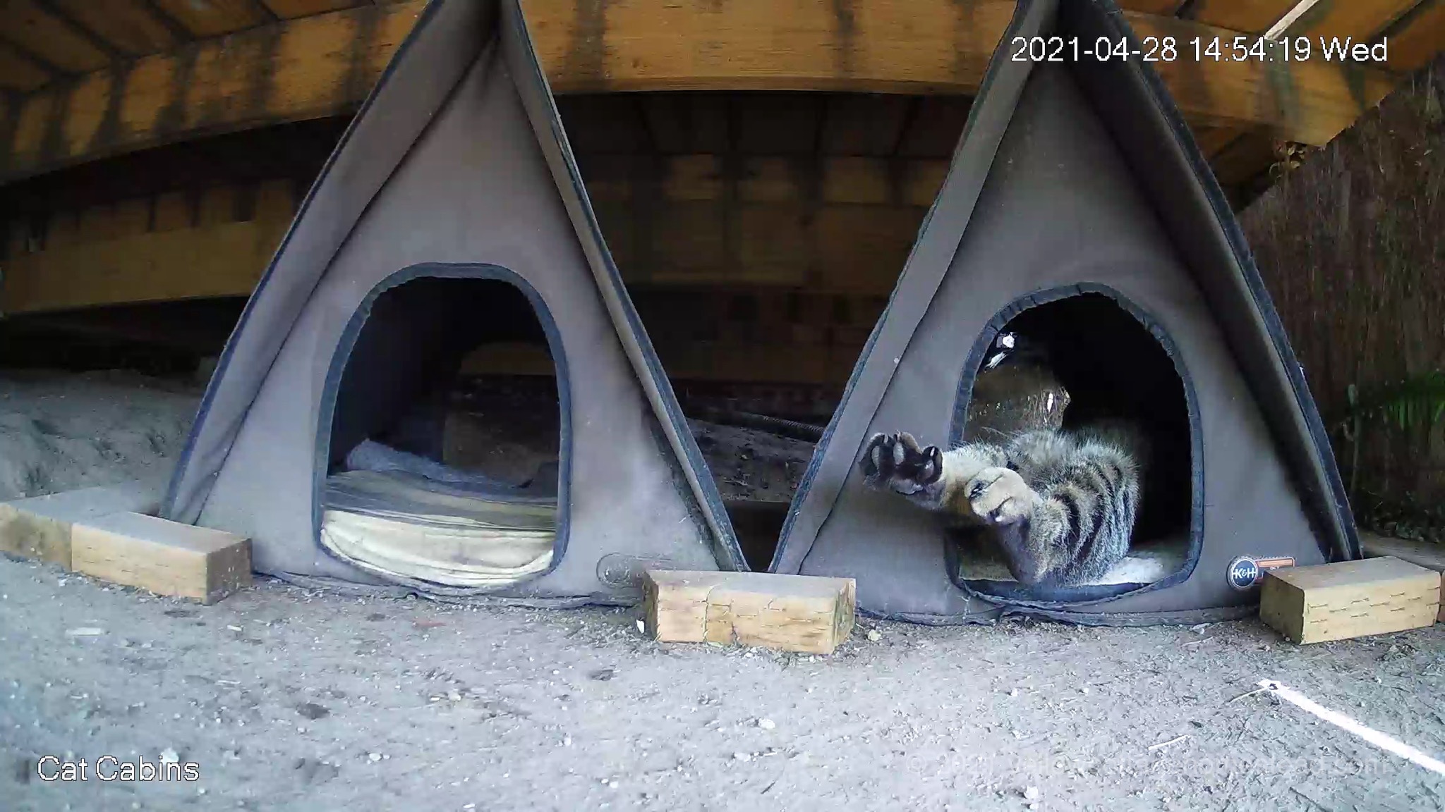 Cat feet