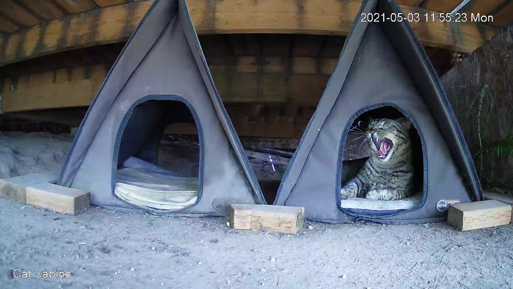 Yawn