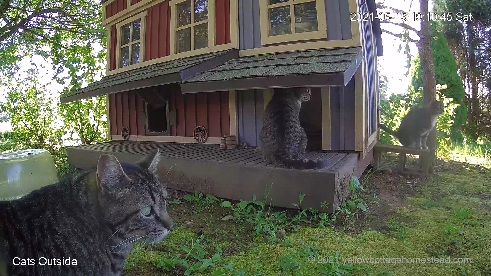 Three cats