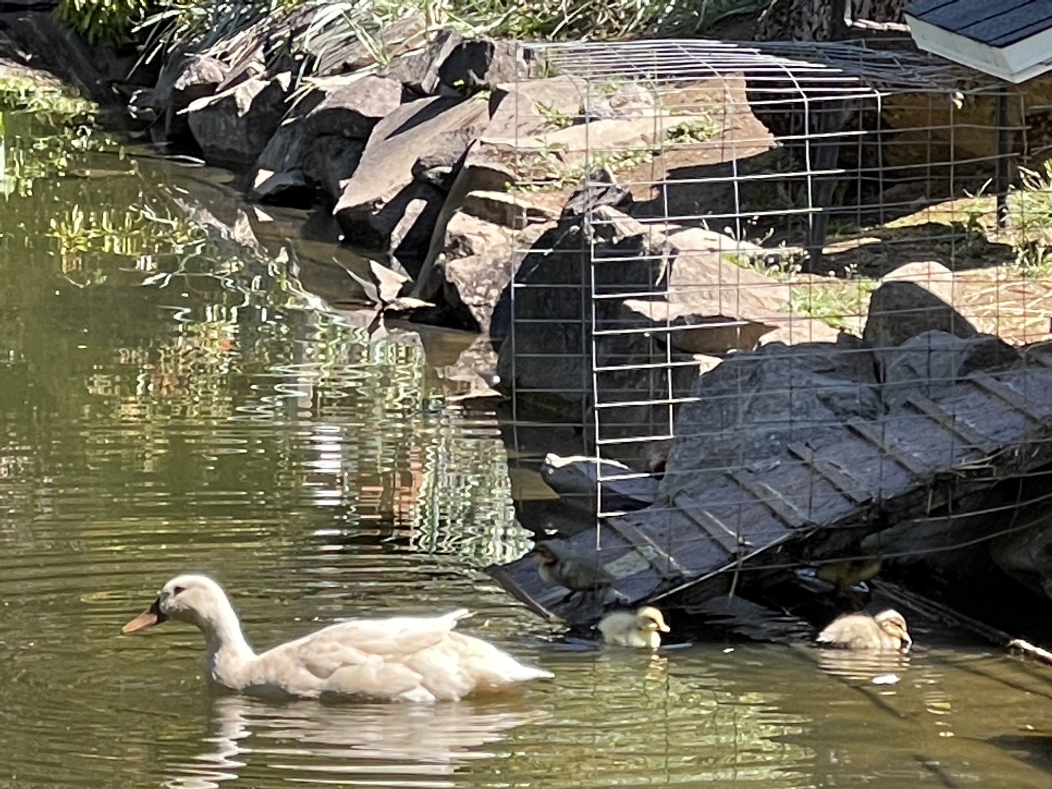 Betty and ducklings in the pond