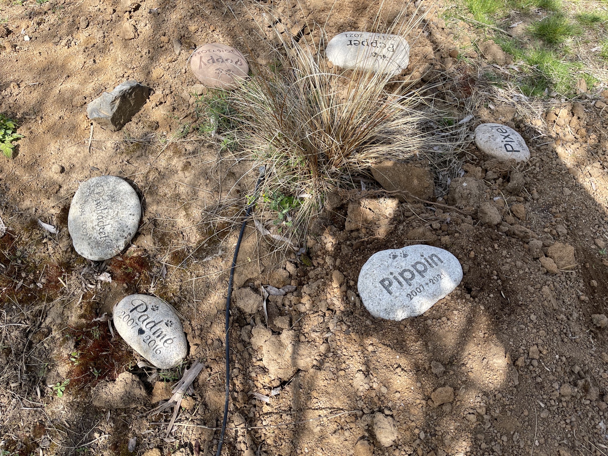 Cat graveyard
