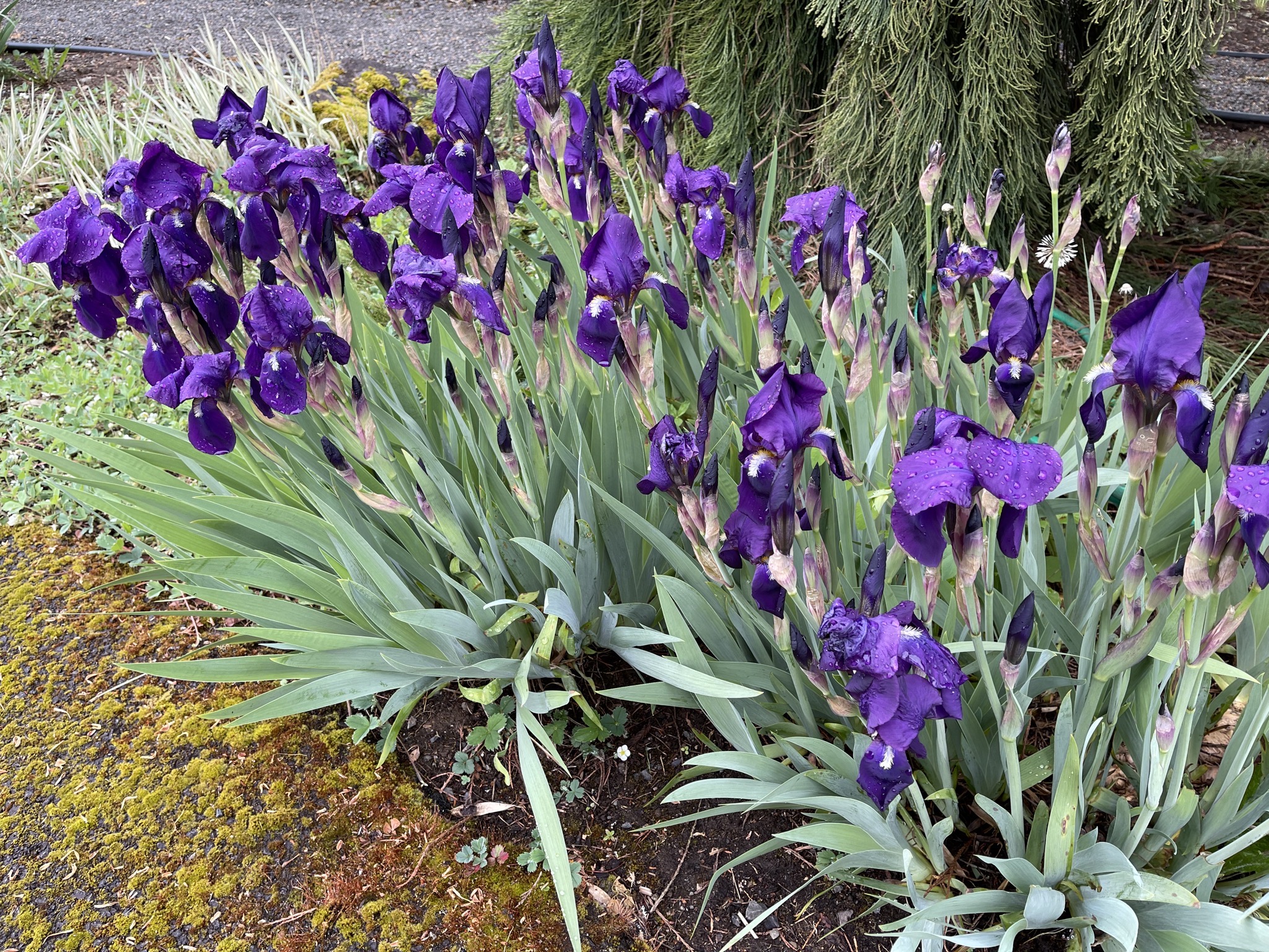 Purple irises