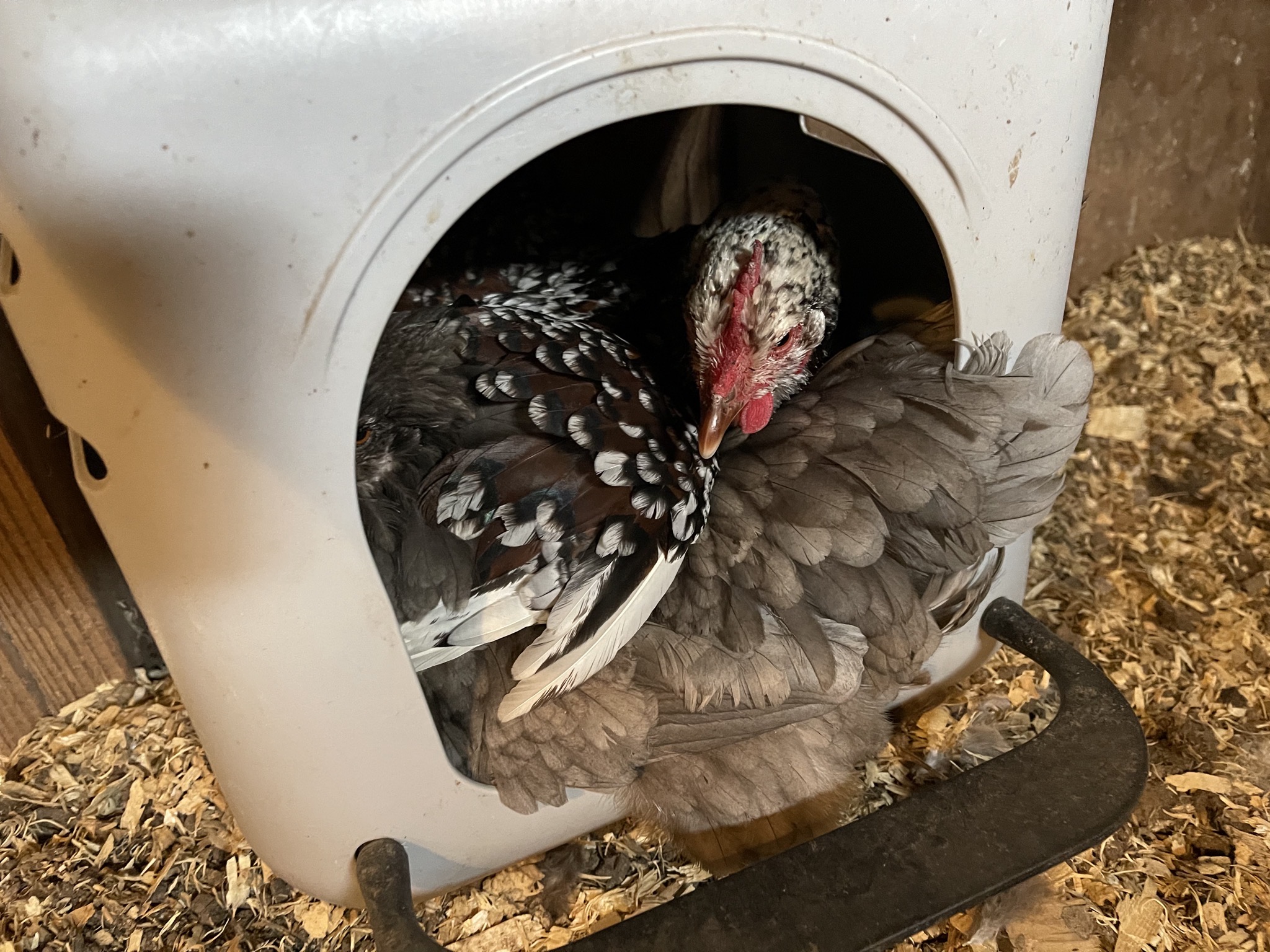 Broody chickens