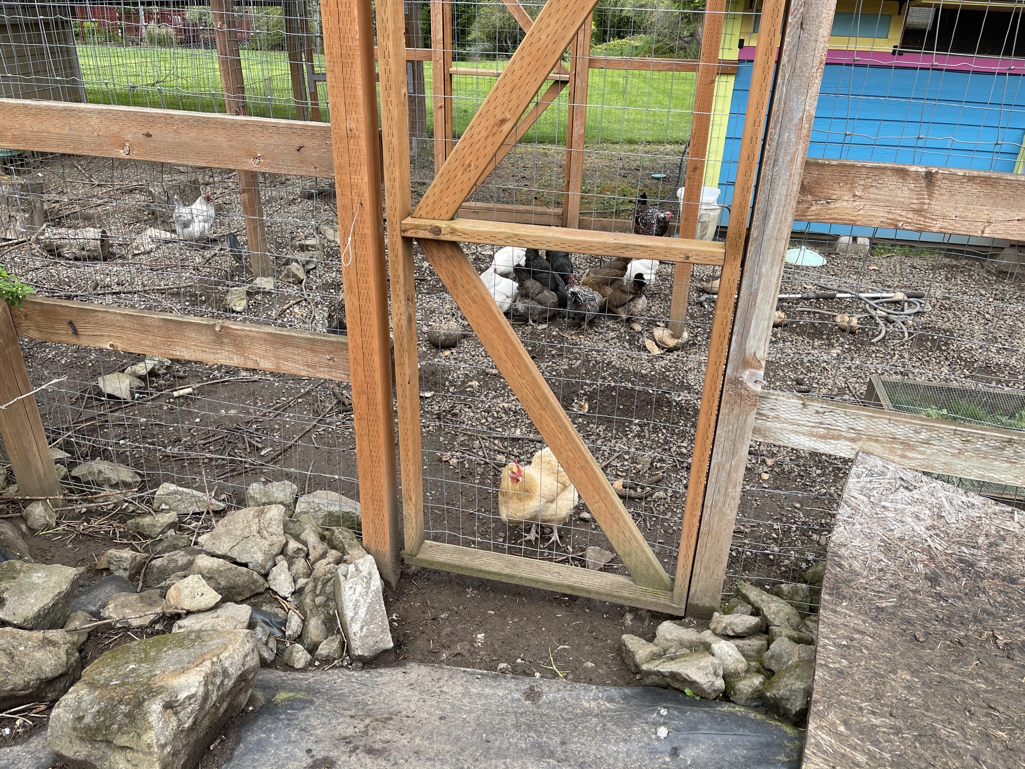 Chickens