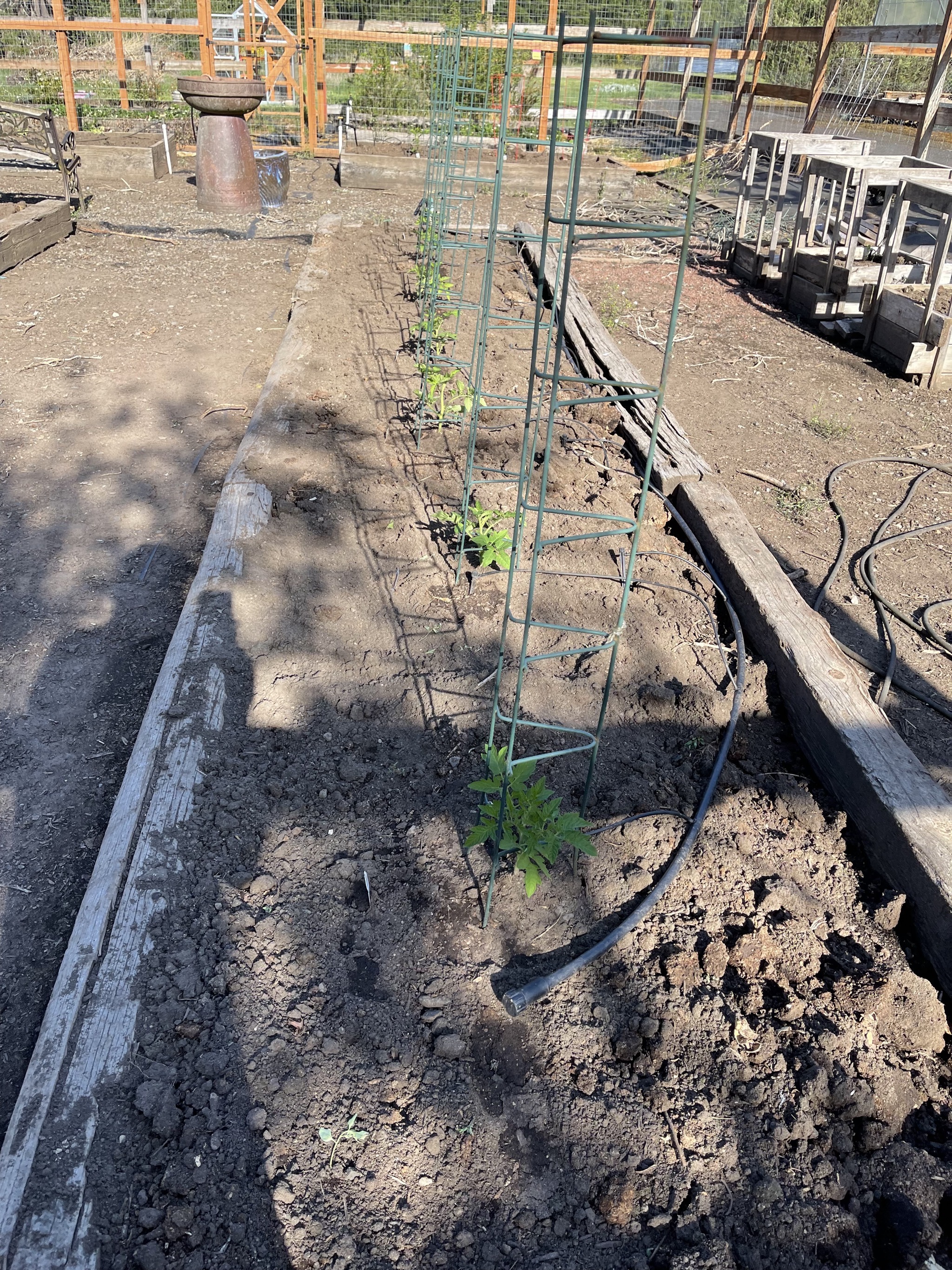 Tomatoes