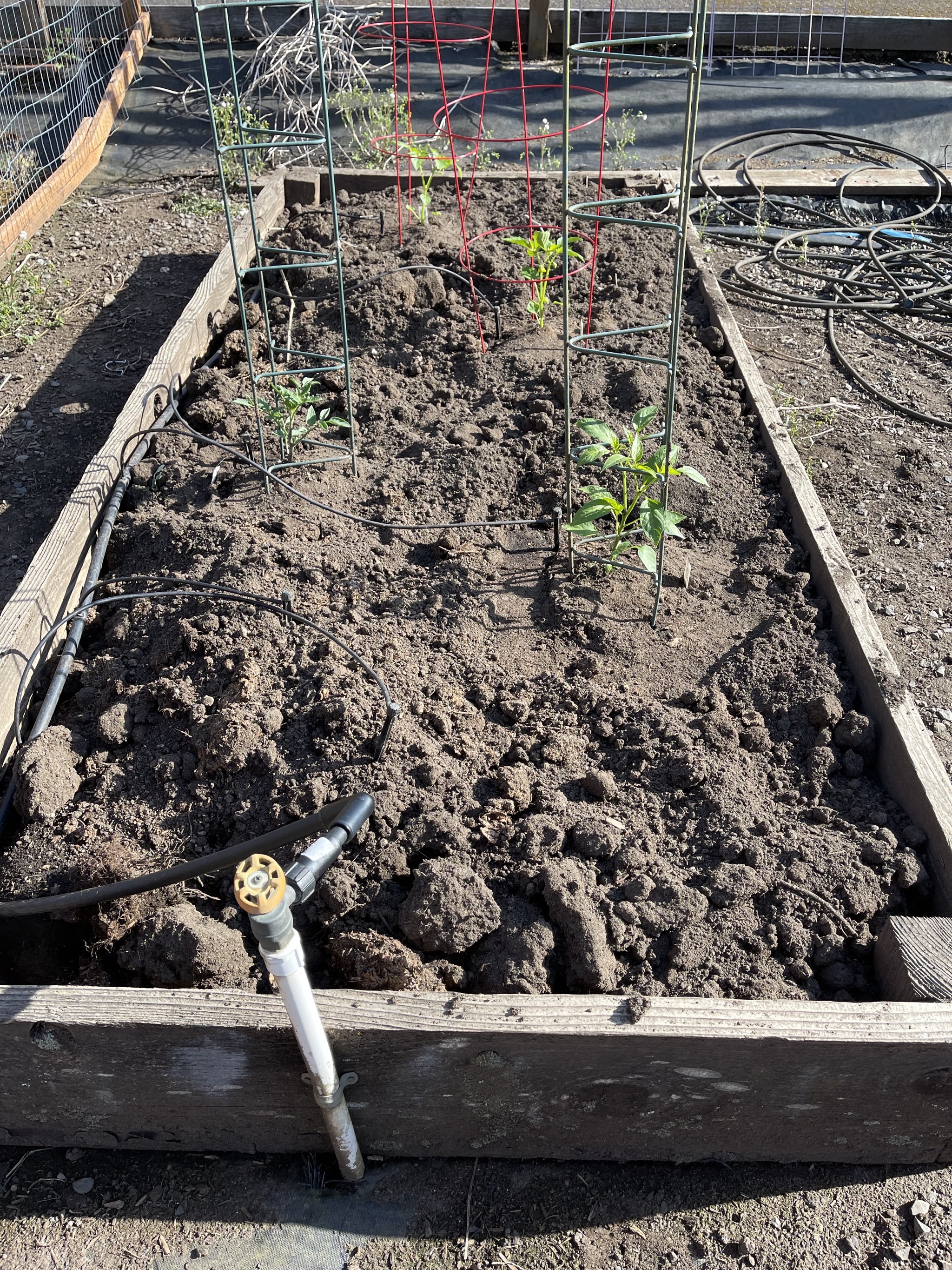 Tomatillos, jalapeño, cherry tomato