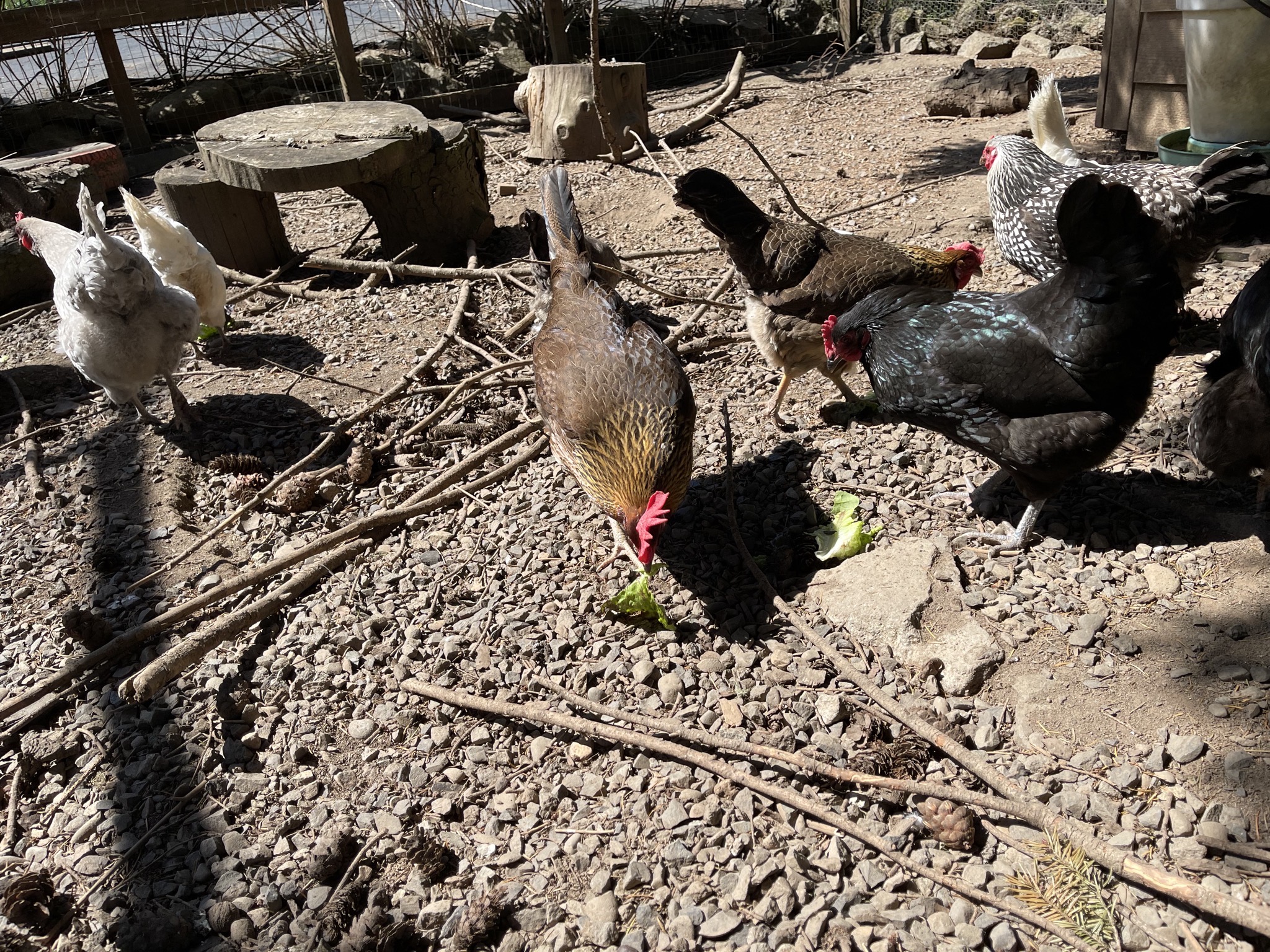 Chickens