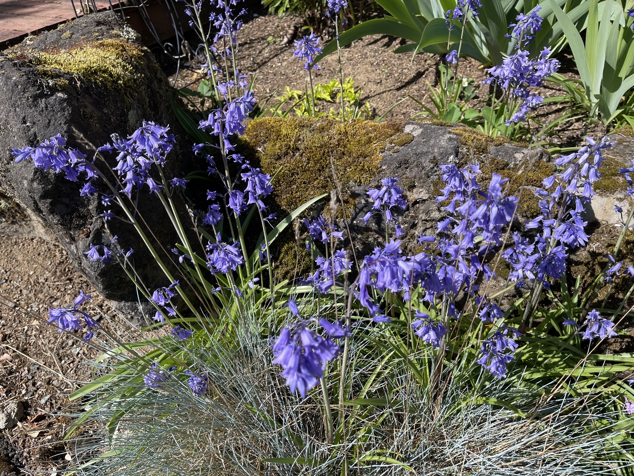 Bluebells