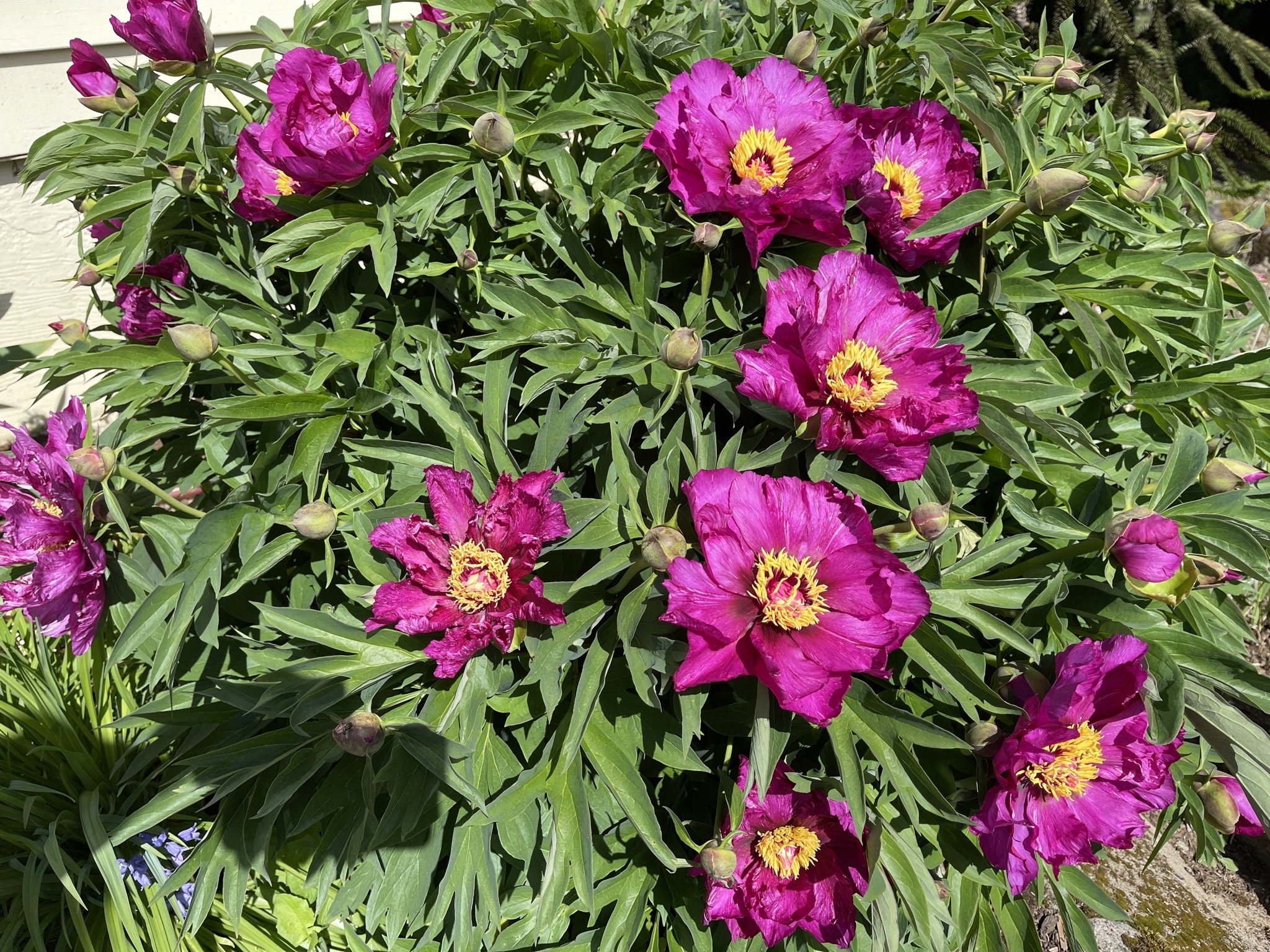 Peonies