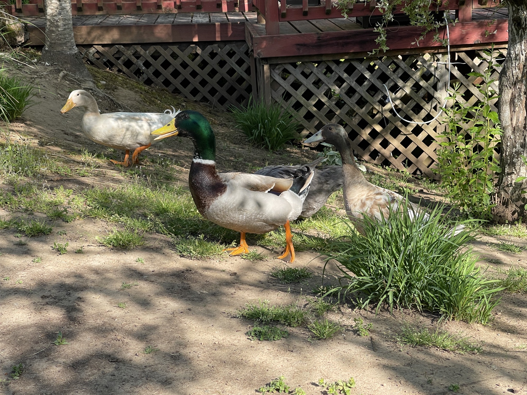 Ducks