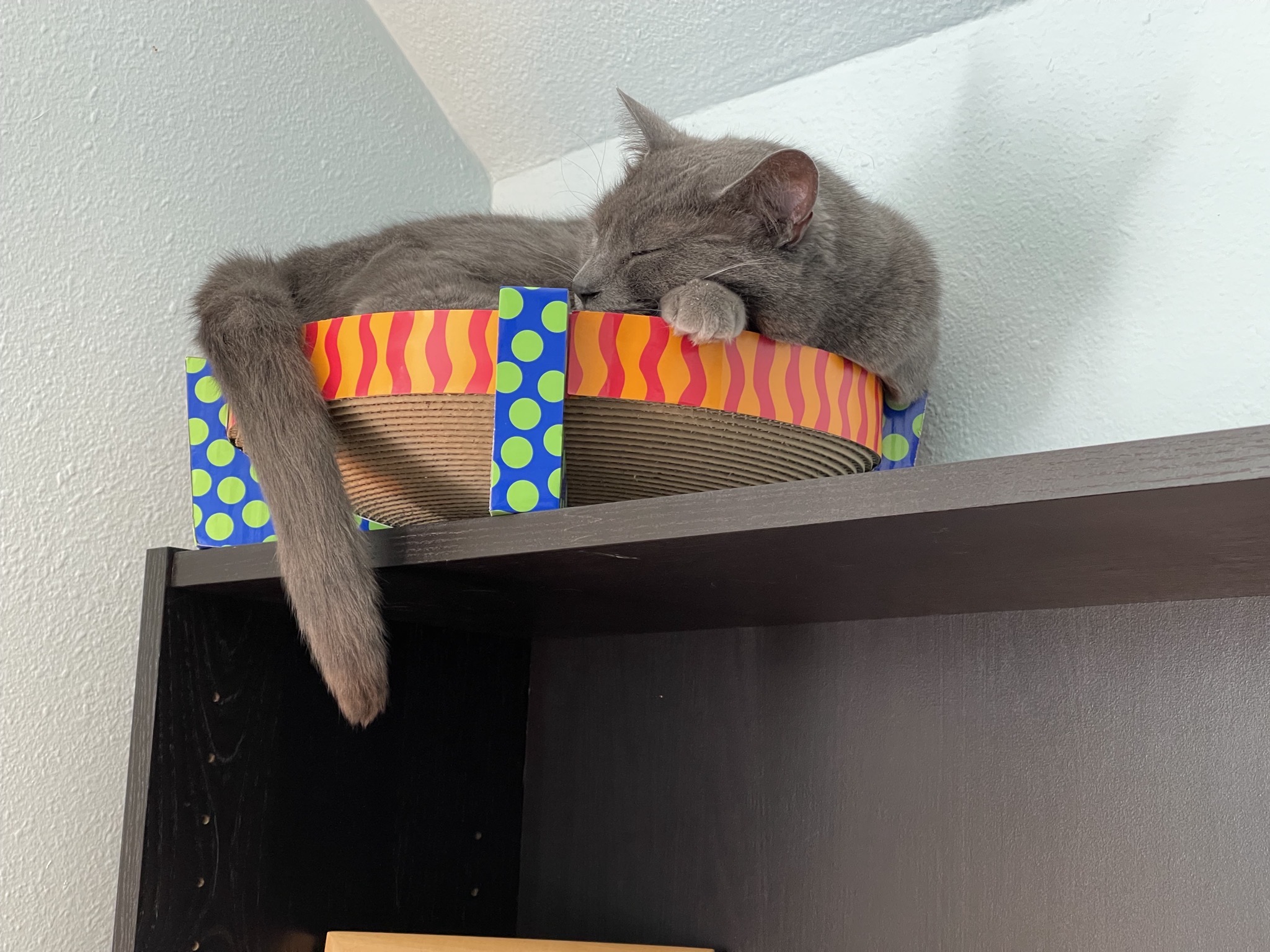 Paladin in cardboard nest