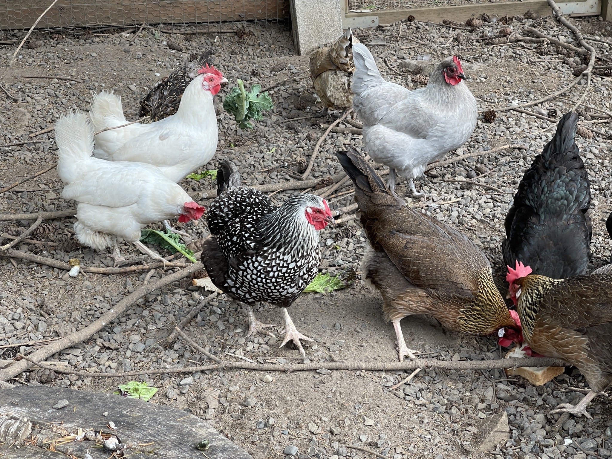 Chickens
