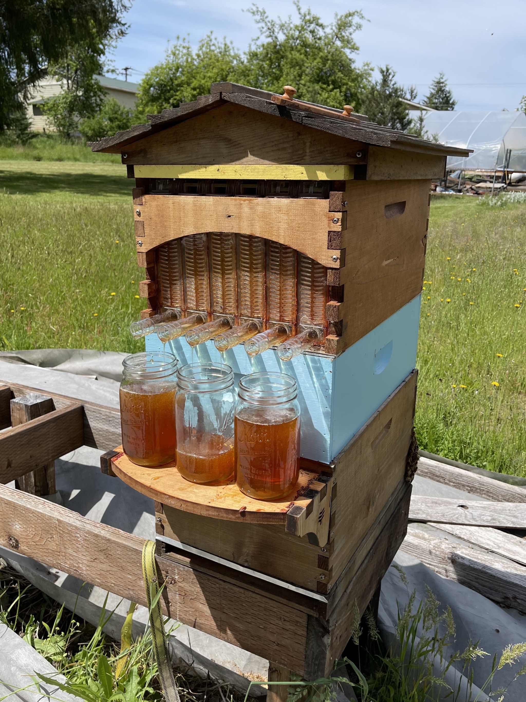Honey harvest