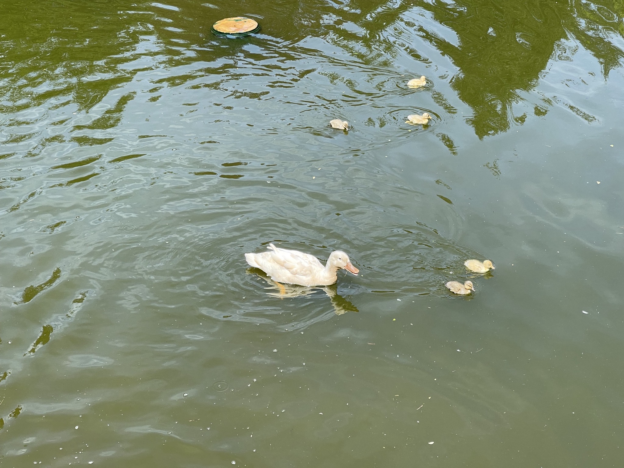 Betty and ducklings in the pond