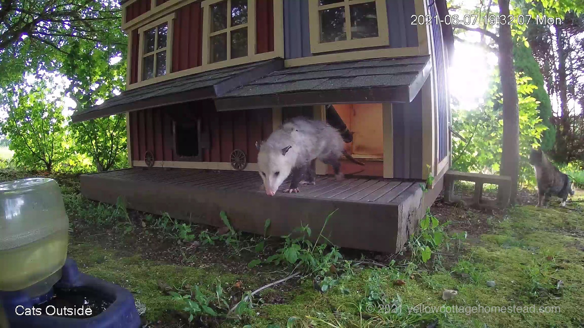 Possum and cat