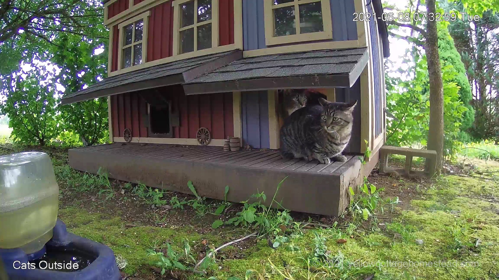 Two cats outside