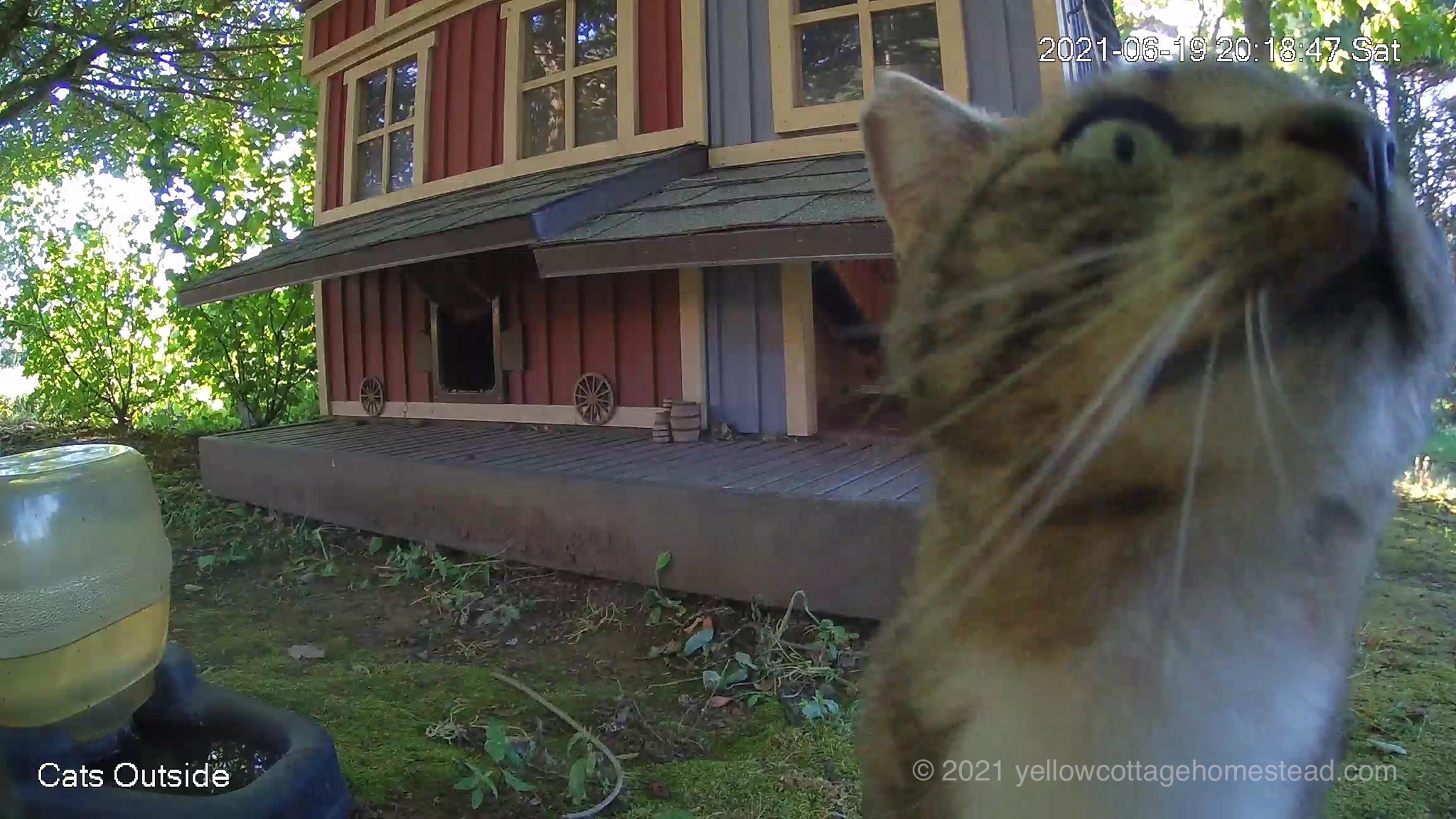 Cat about to jump onto camera housing