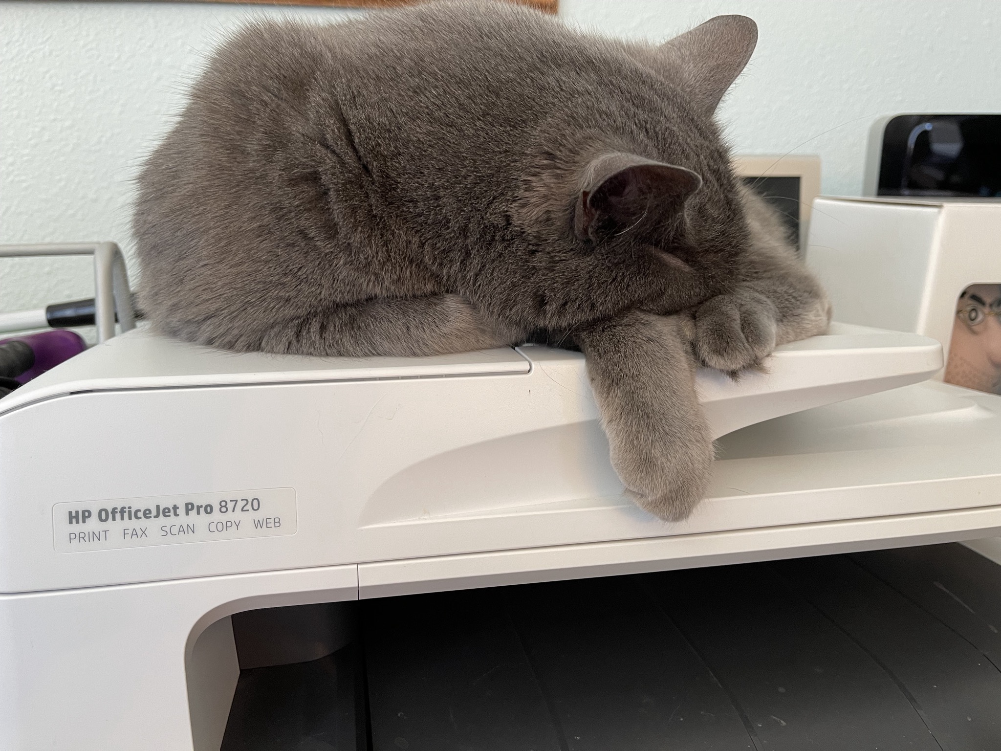 Cat on a printer
