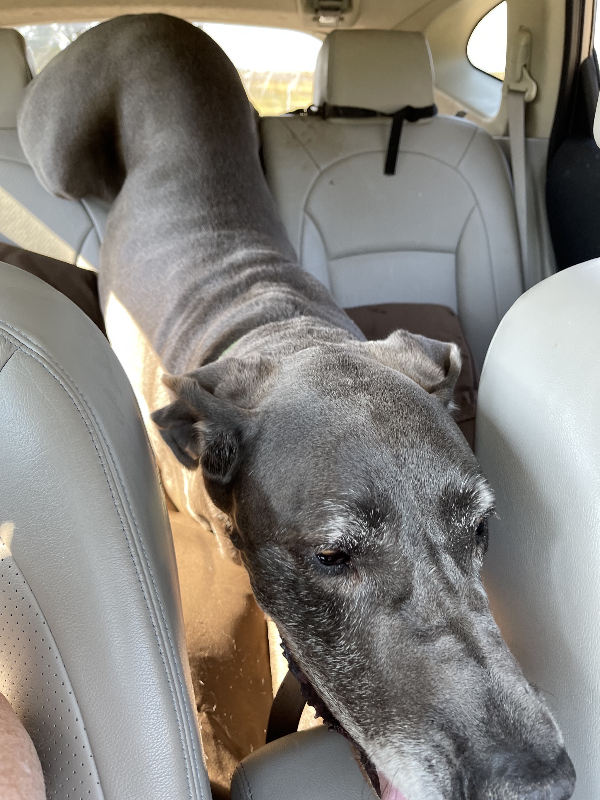 Rory in our car