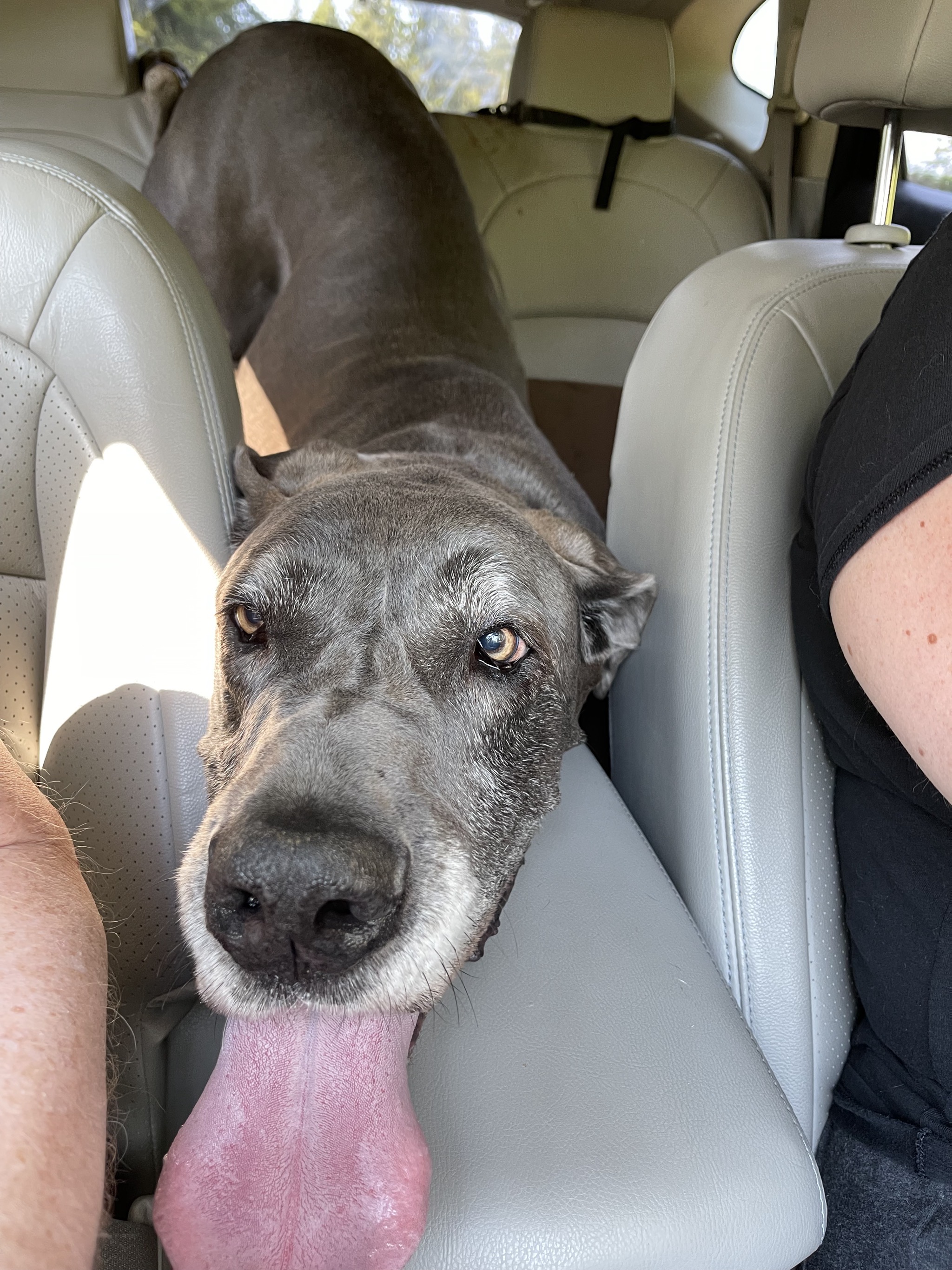 Rory in our car