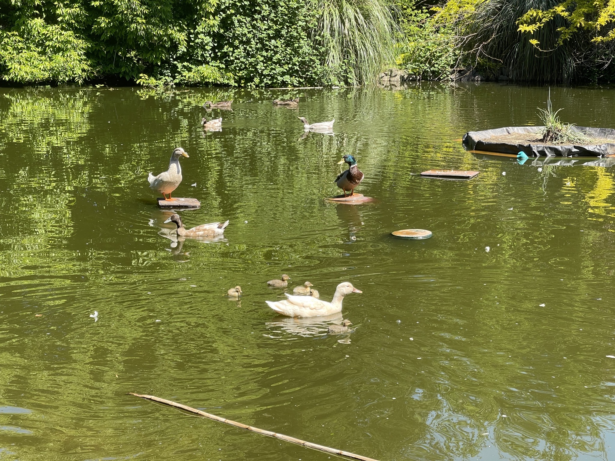 Ducks on pot islands