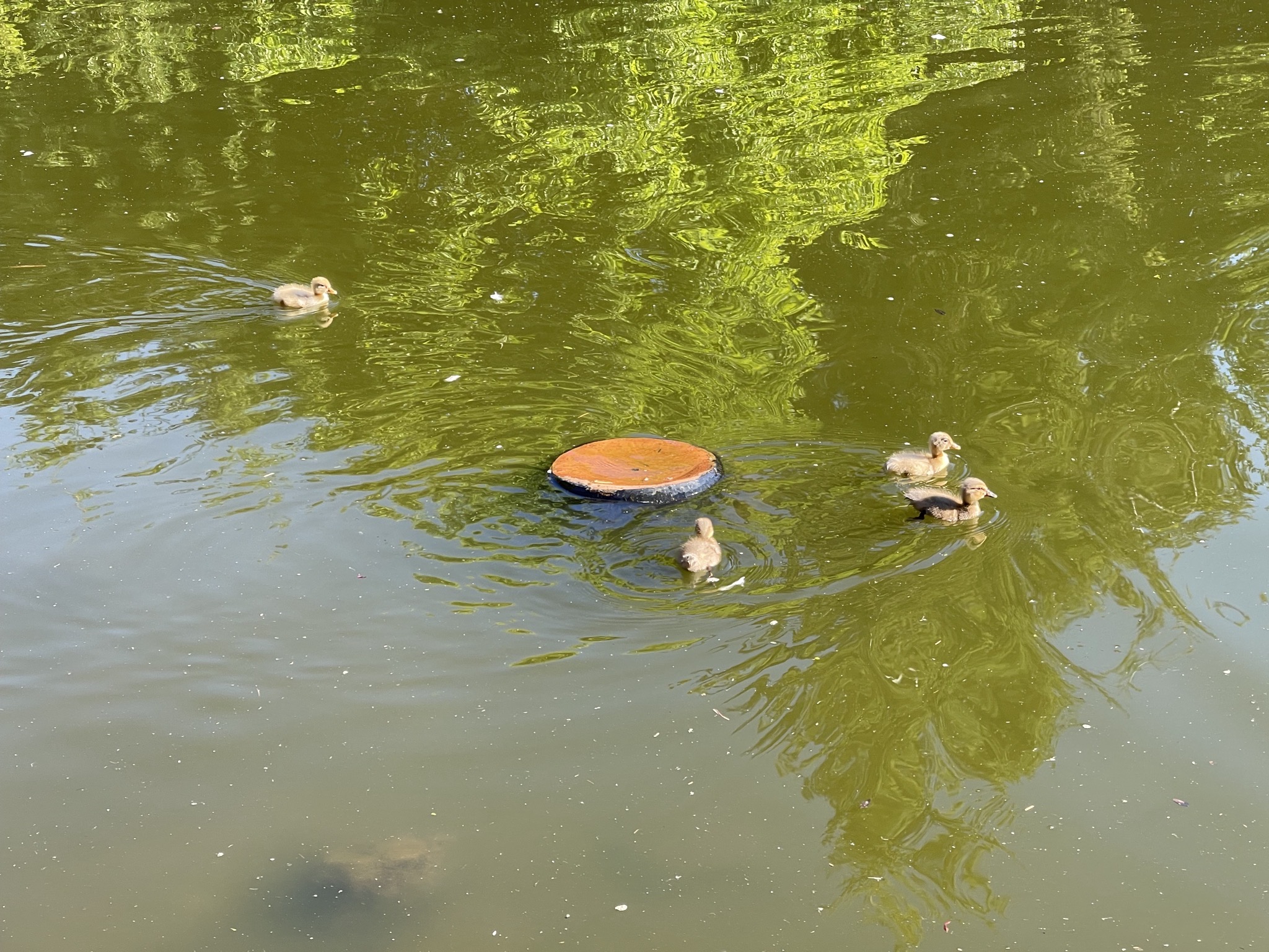 Ducklings