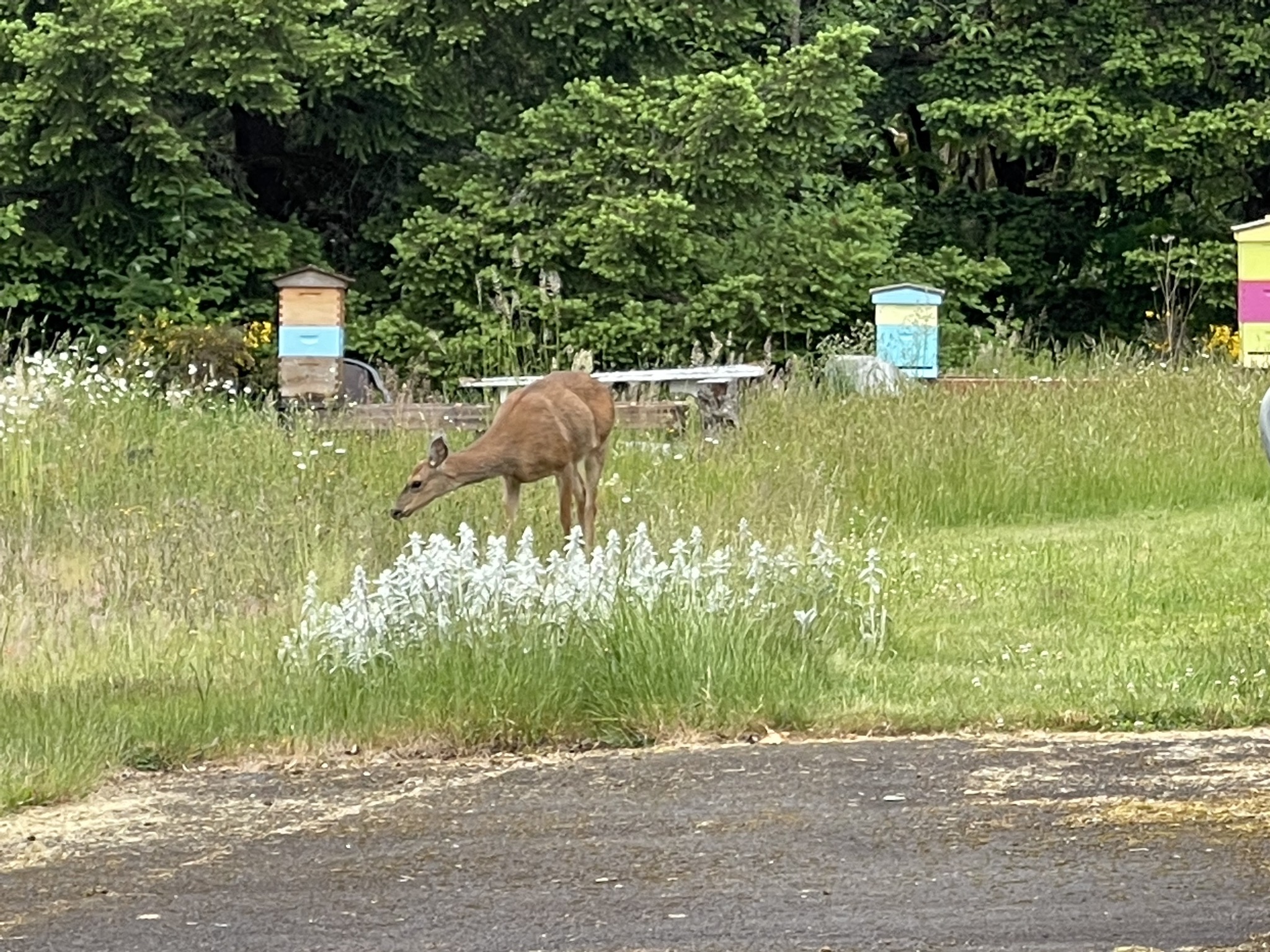 Deer