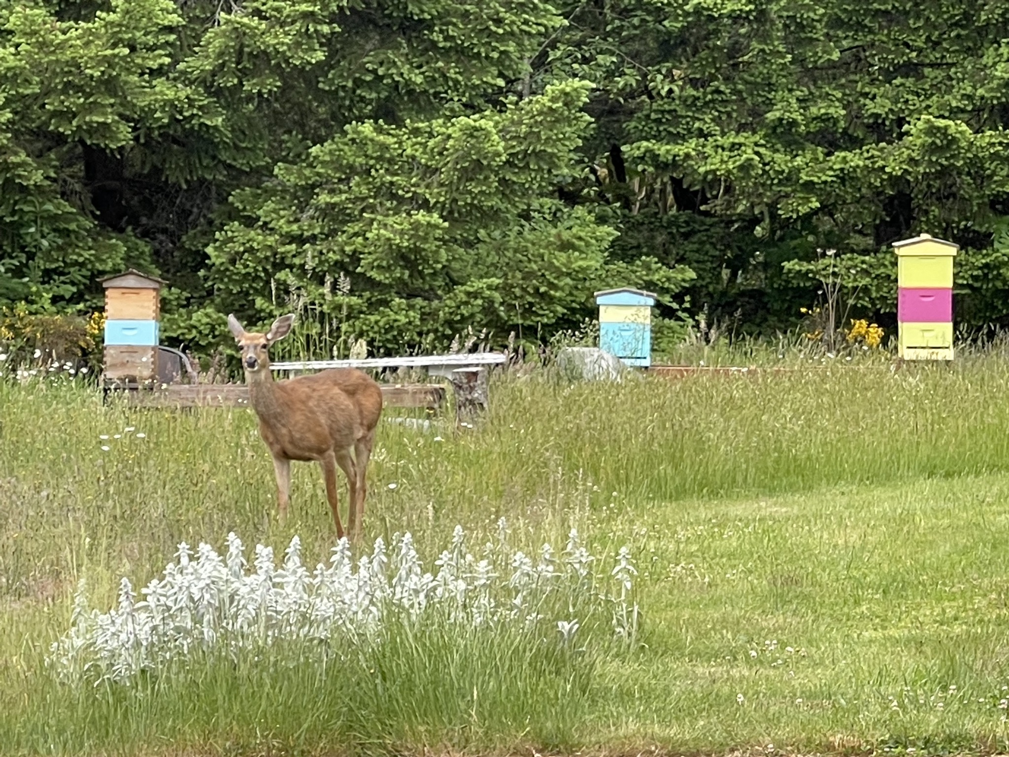 Deer