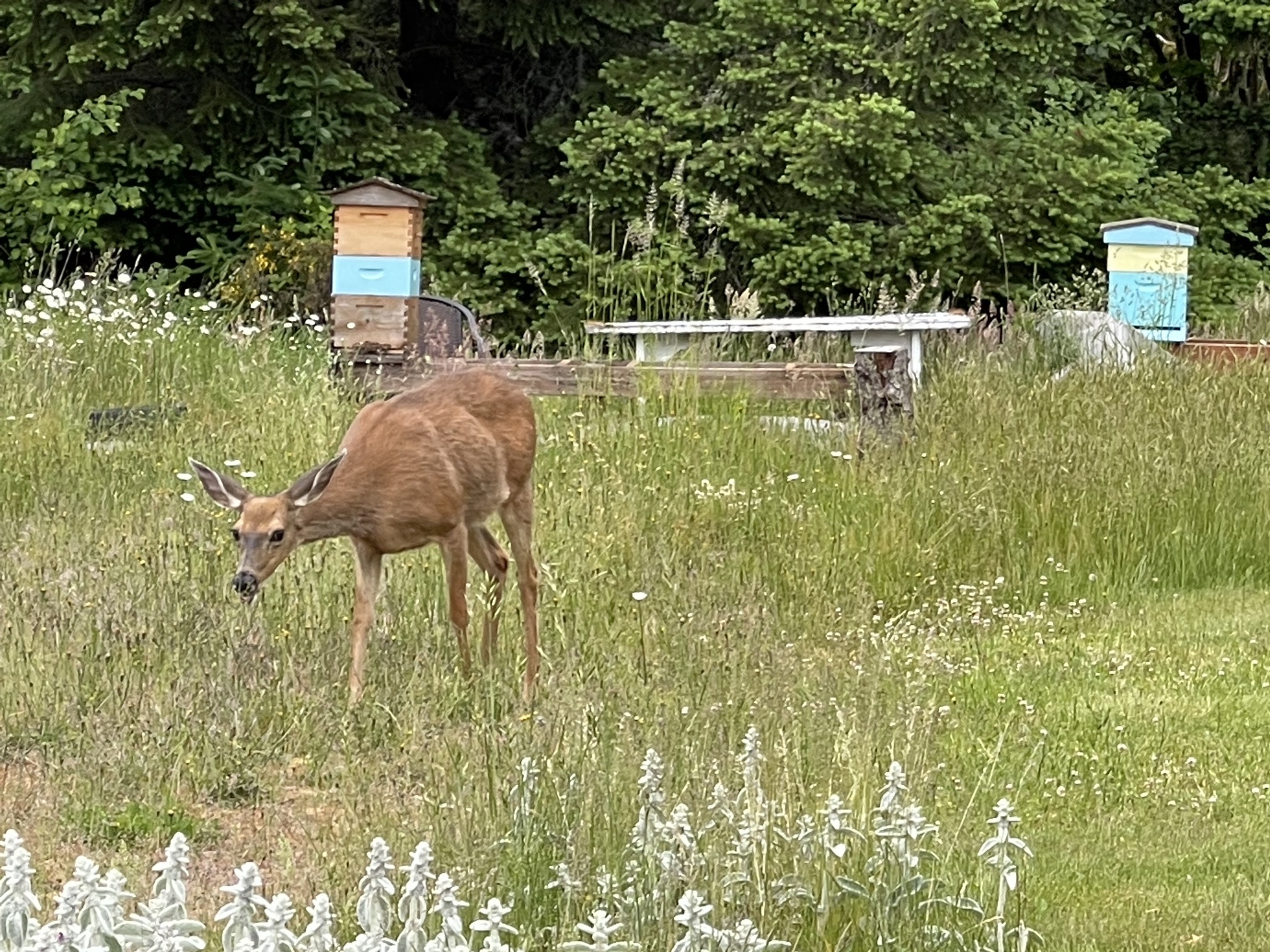Deer