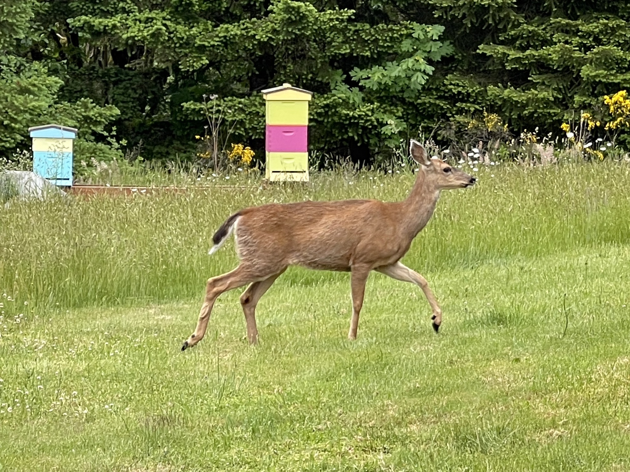 Deer