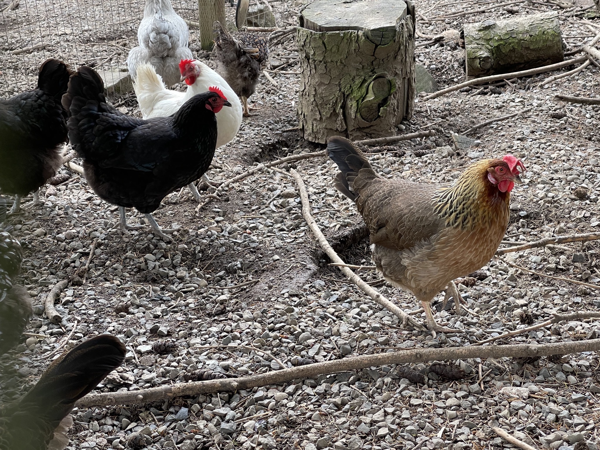 Chickens
