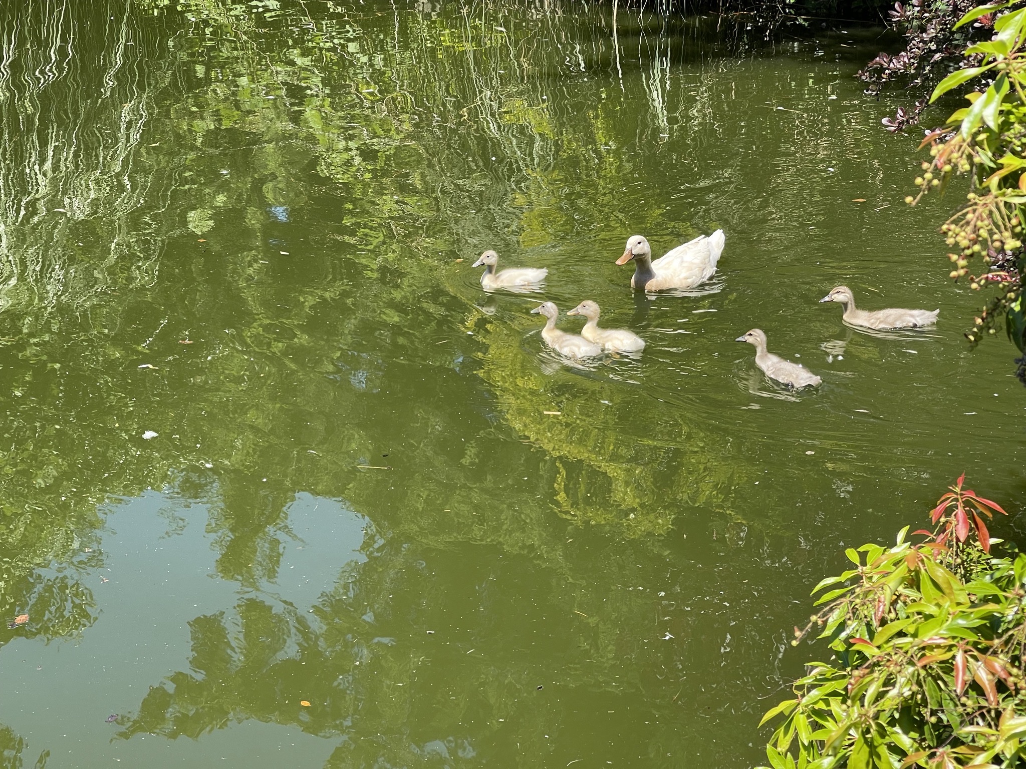 Betty and ducklings