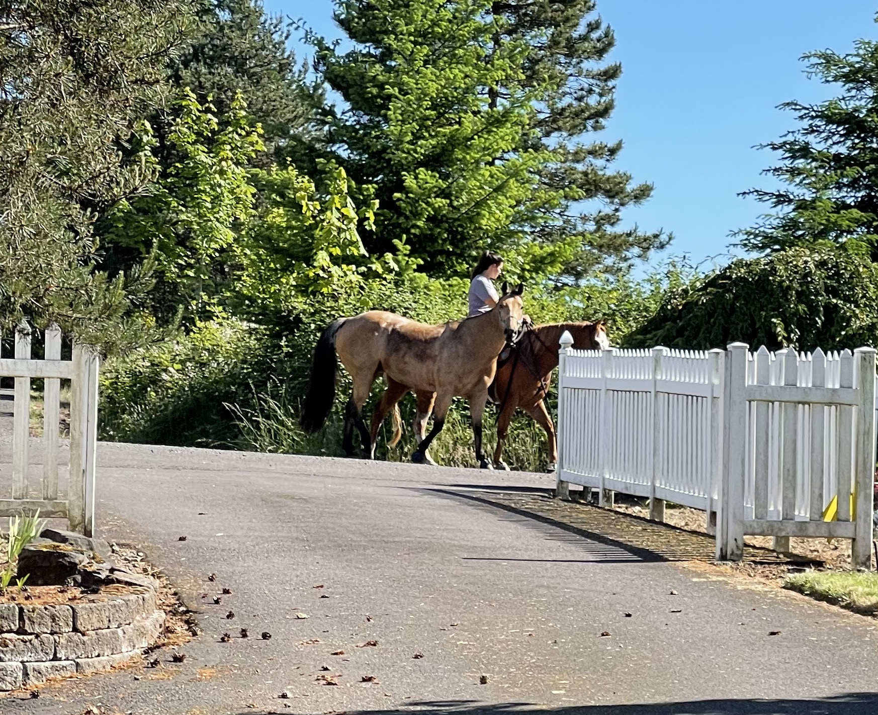 Horses