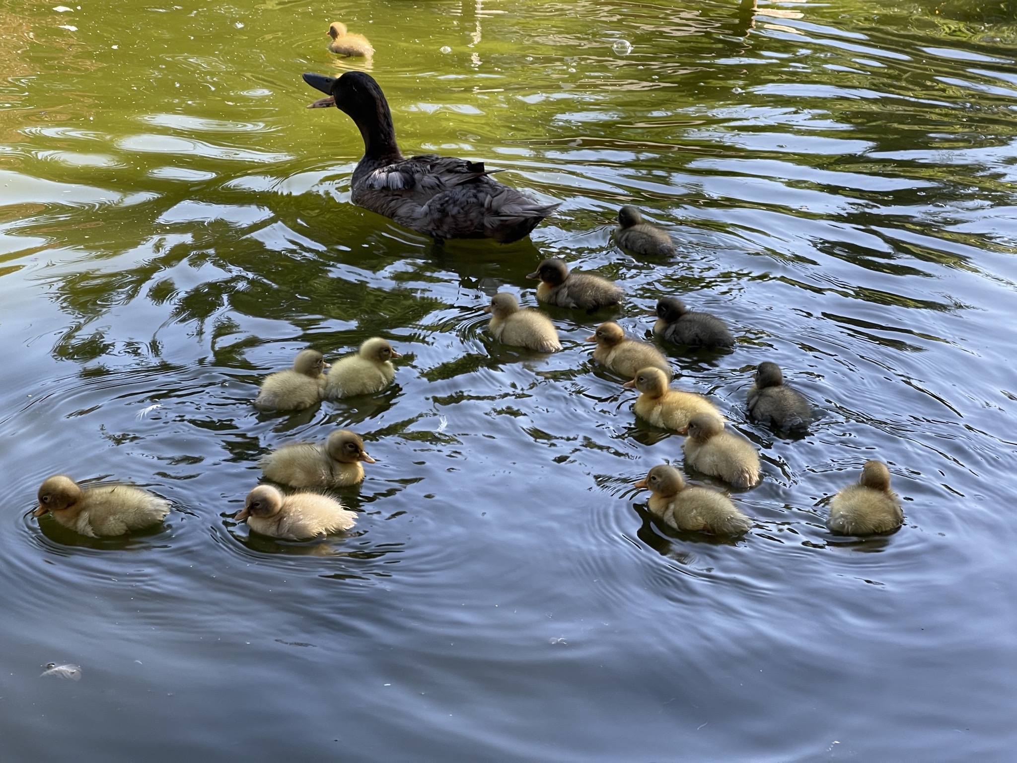 Sonja and ducklings