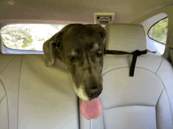 Rory in the car
